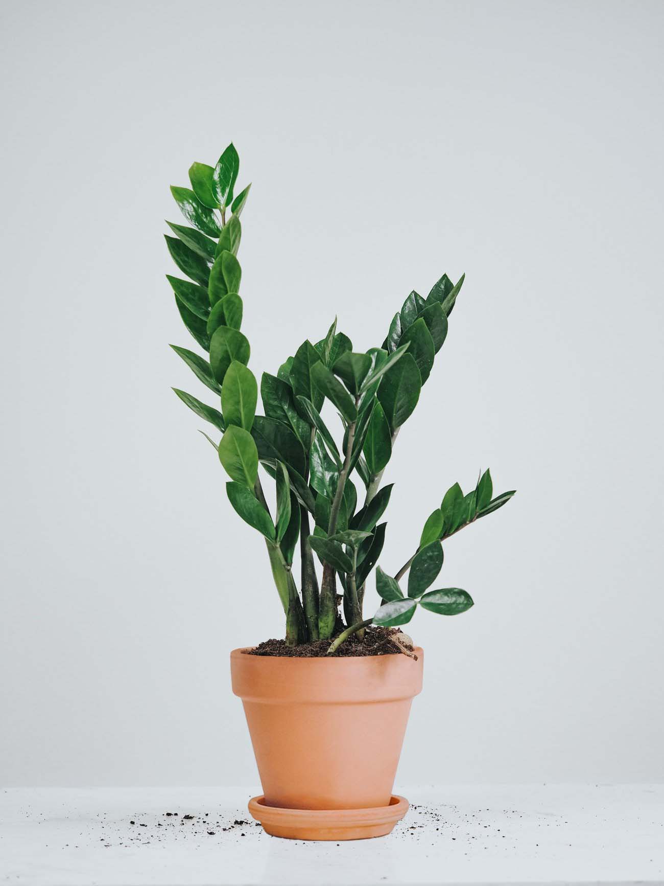 Garderobsblomma - Plantredo