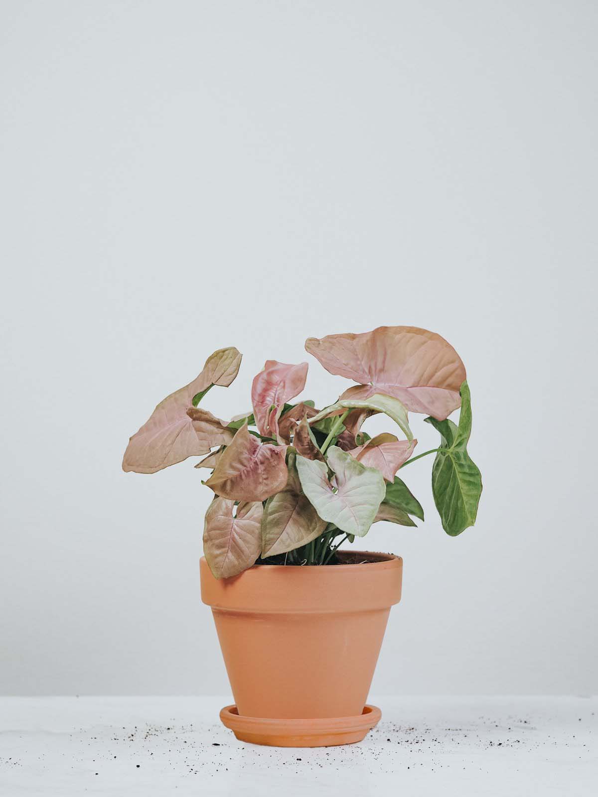 Gåsfot - Plantredo