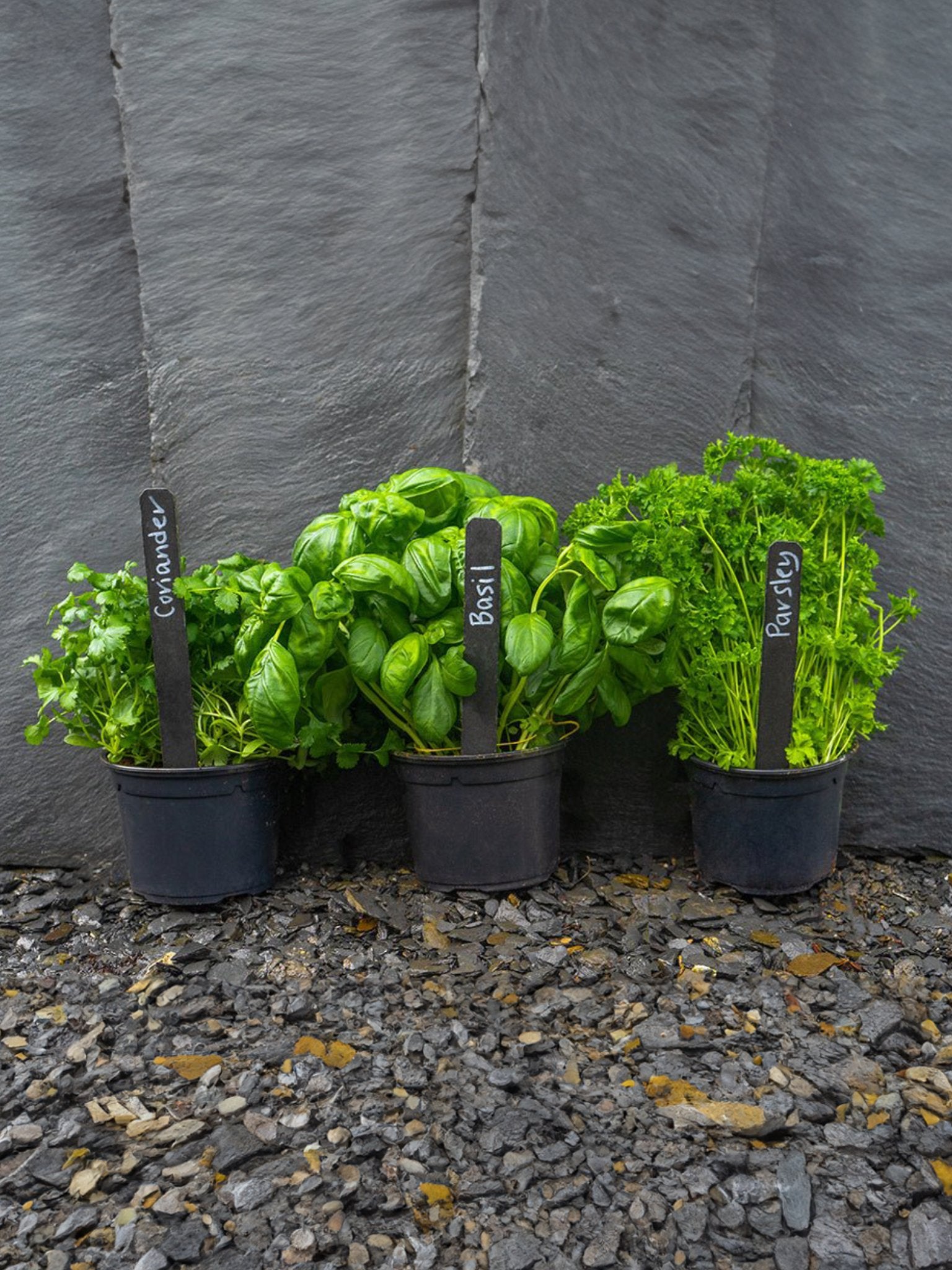 Griffel Märkpinnar - Plantredo