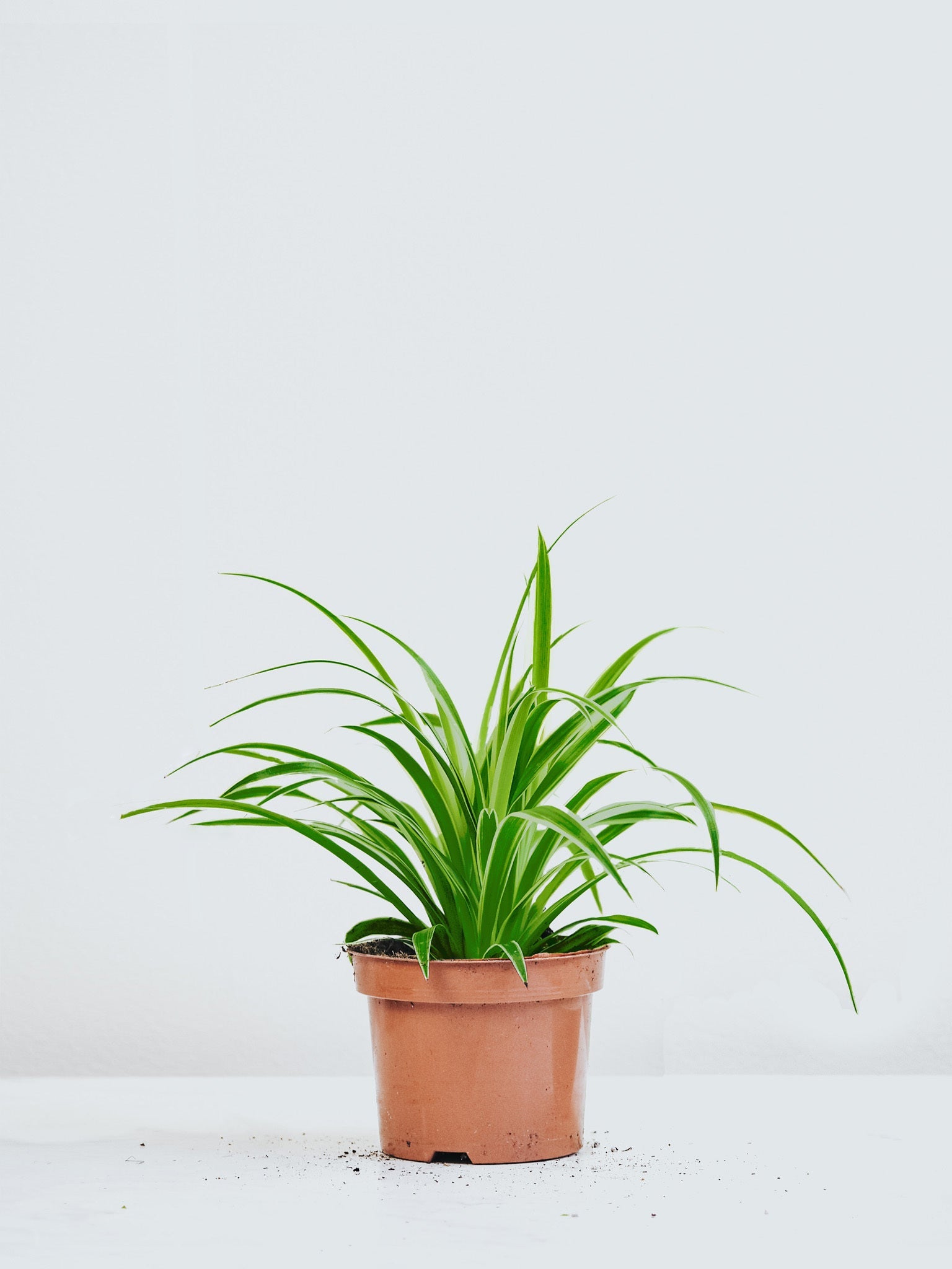 Grön Ampellilja - Plantredo