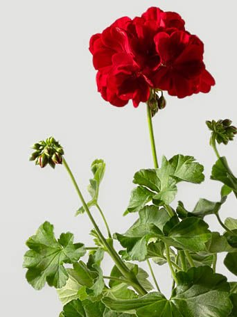 Hängzonalpelargon Dark Red - Plantredo