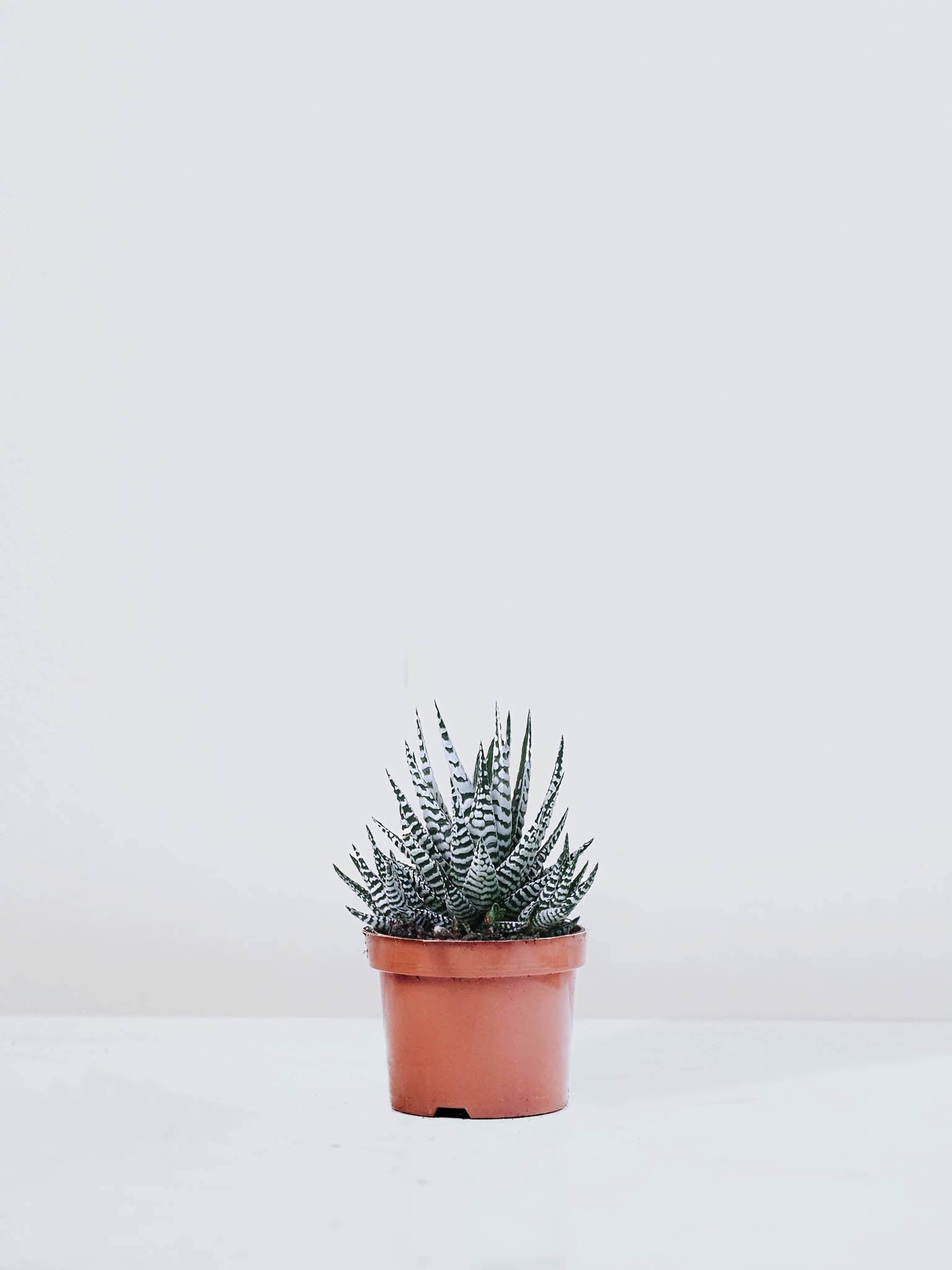 Haworthia fasciata - Plantredo