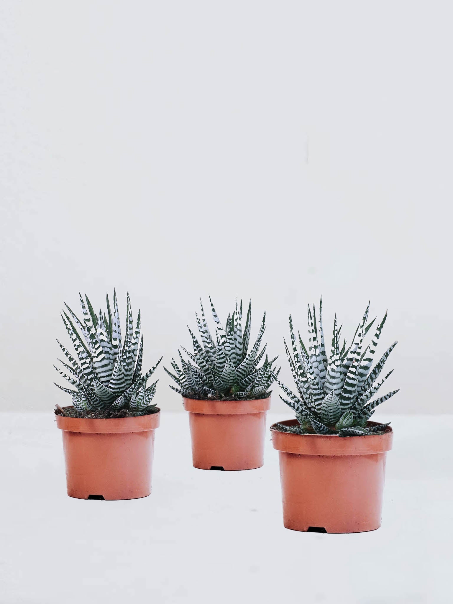 Haworthia fasciata - Plantredo