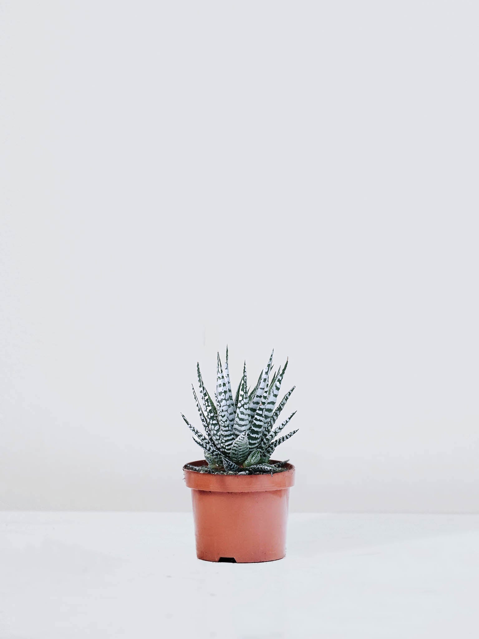 Haworthia fasciata - Plantredo