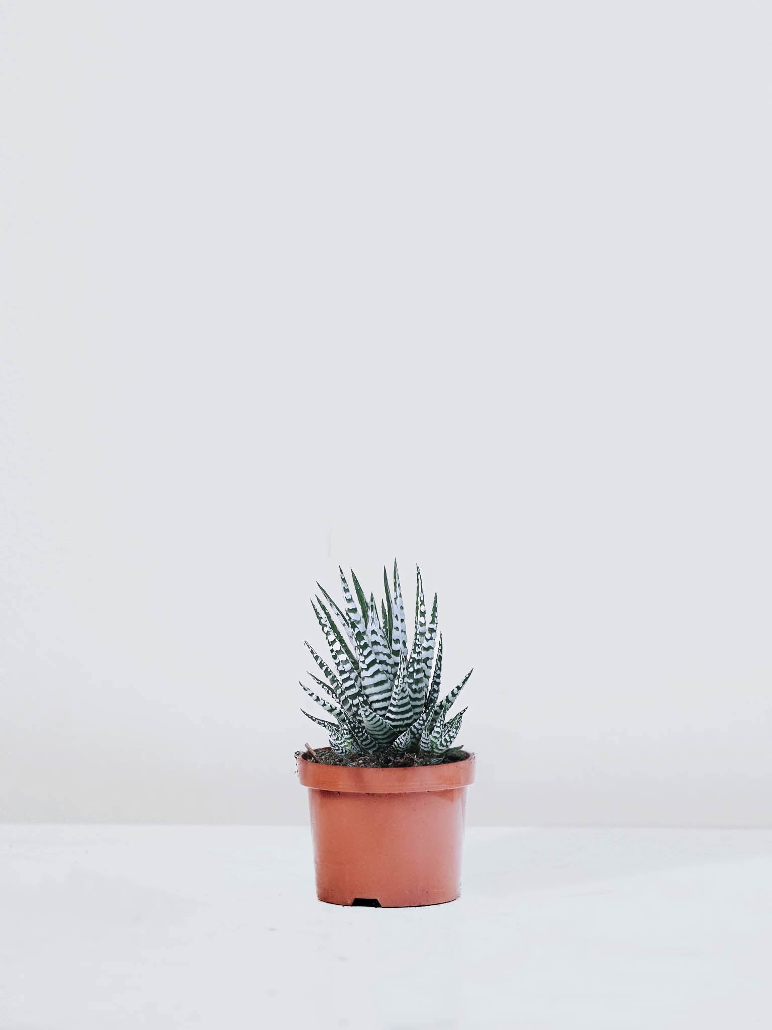 Haworthia fasciata - Plantredo