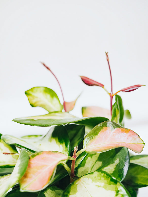 Hoya Australis Tricolor - Plantredo