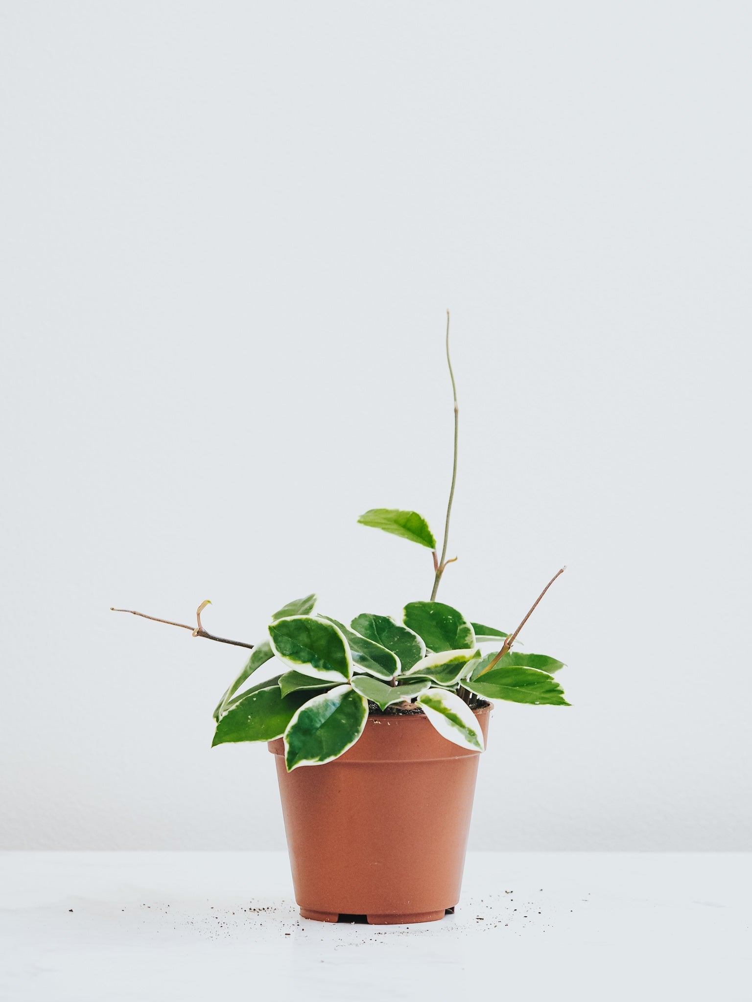 Hoya Carnosa Variegata - Plantredo