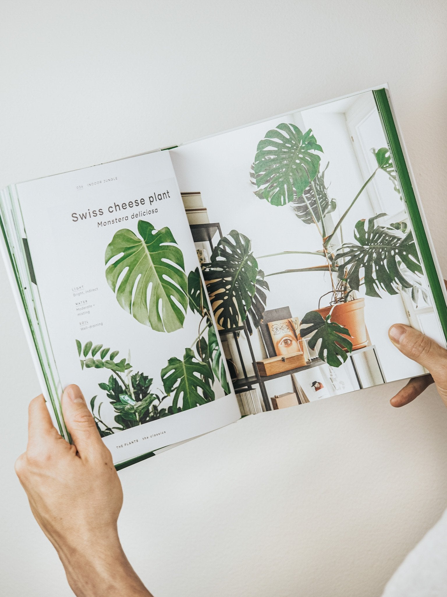 Indoor Jungle - Plantredo