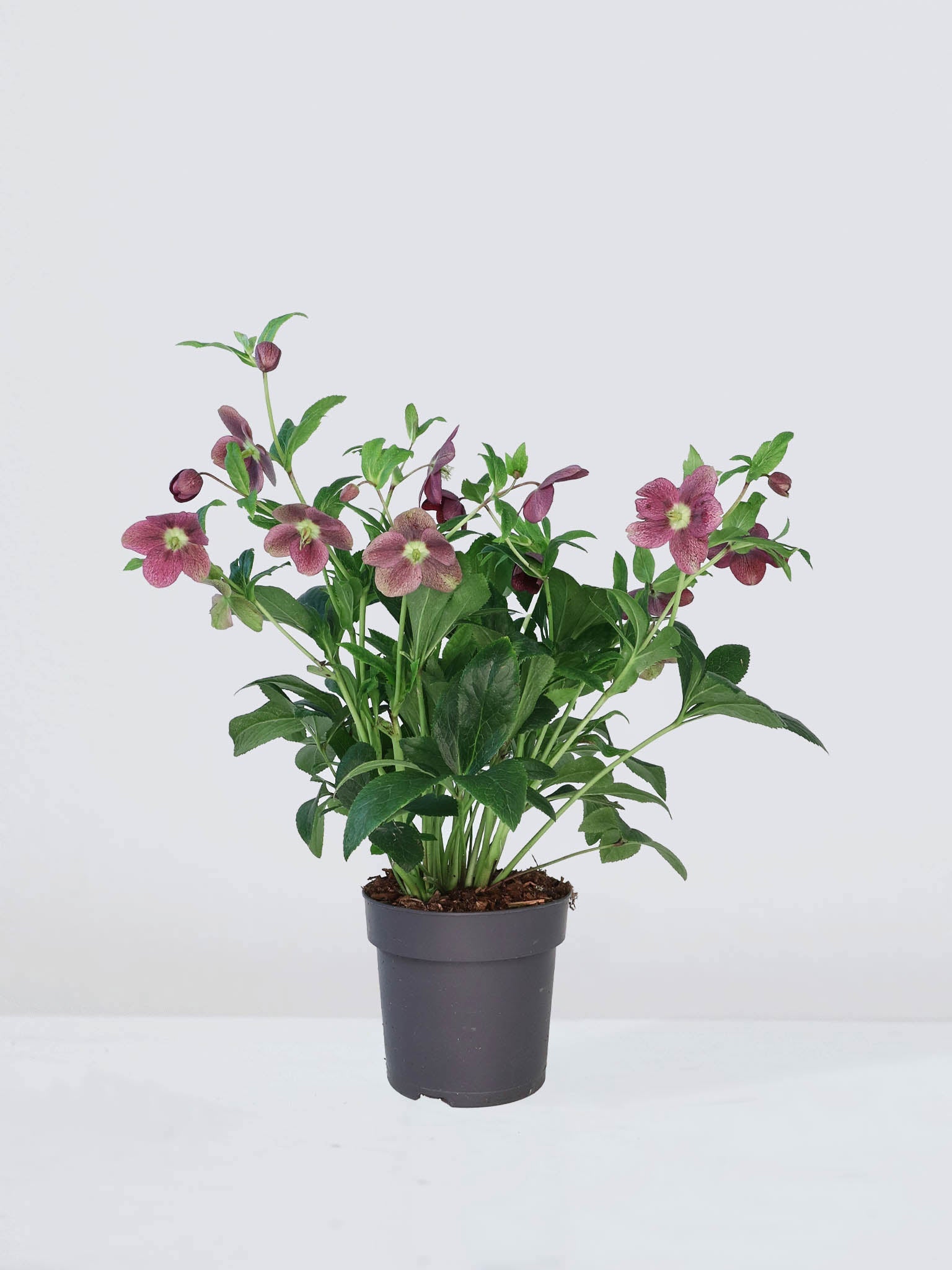 Julros Ice and roses - Plantredo
