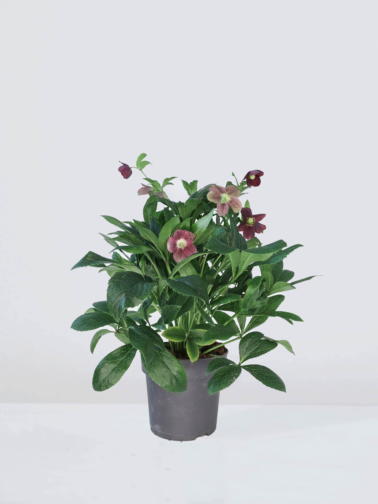 Julros Ice and roses - Plantredo