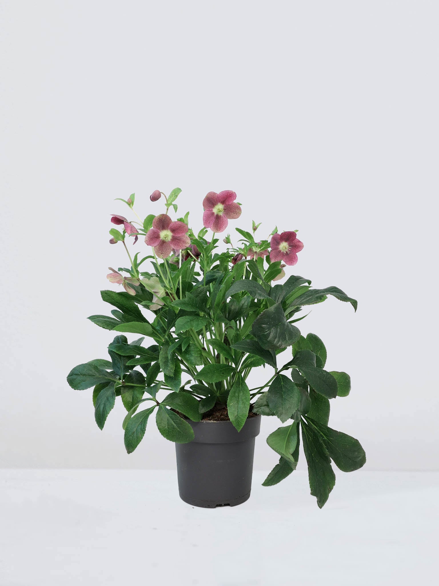 Julros Ice and roses - Plantredo