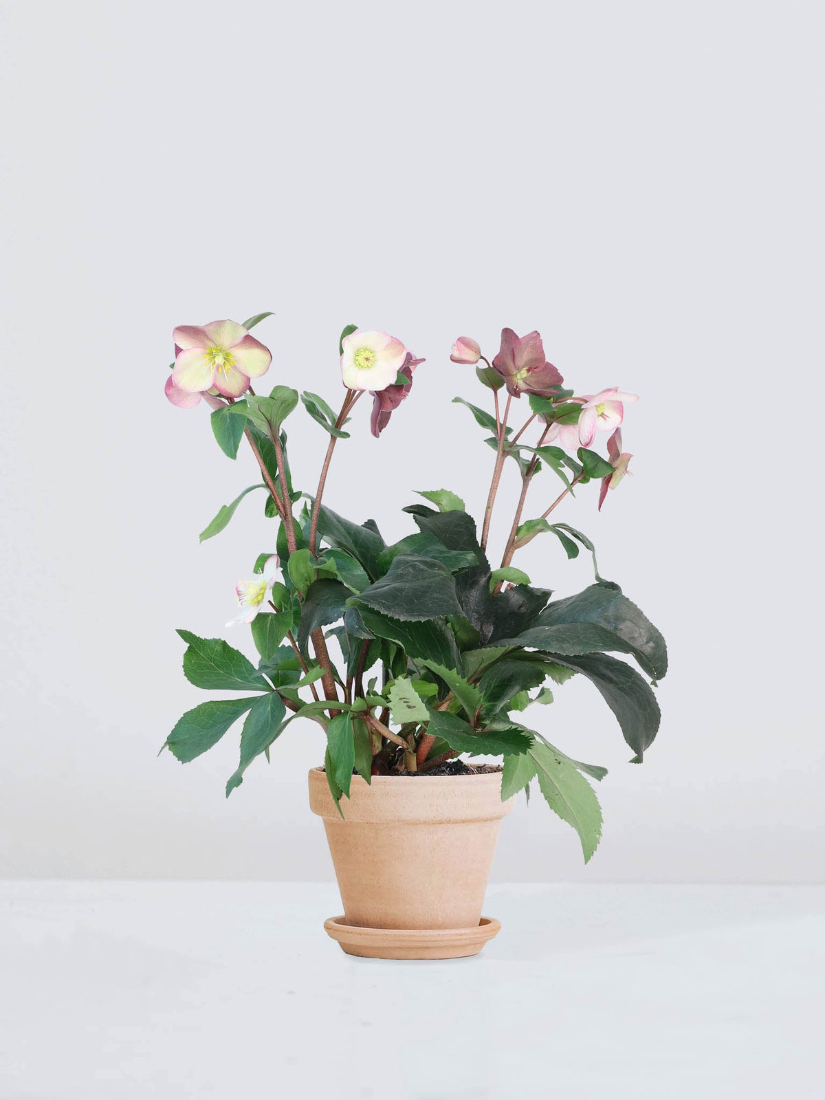 Julros orientalis - Plantredo