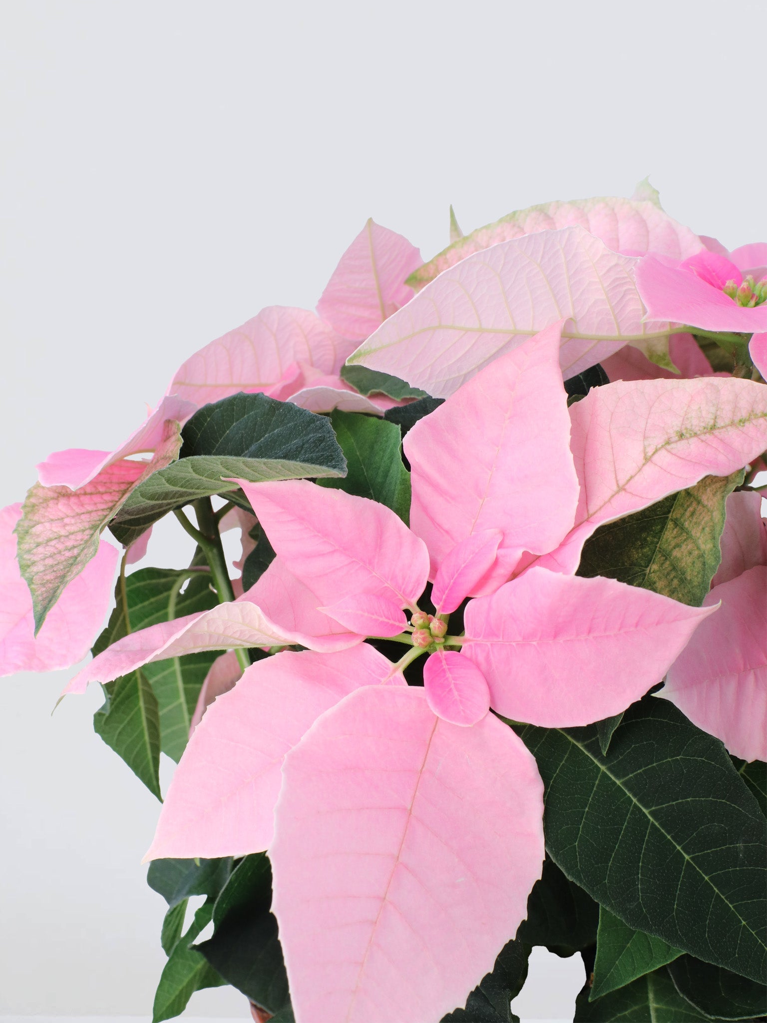 Julstjärnana Rosa - Plantredo