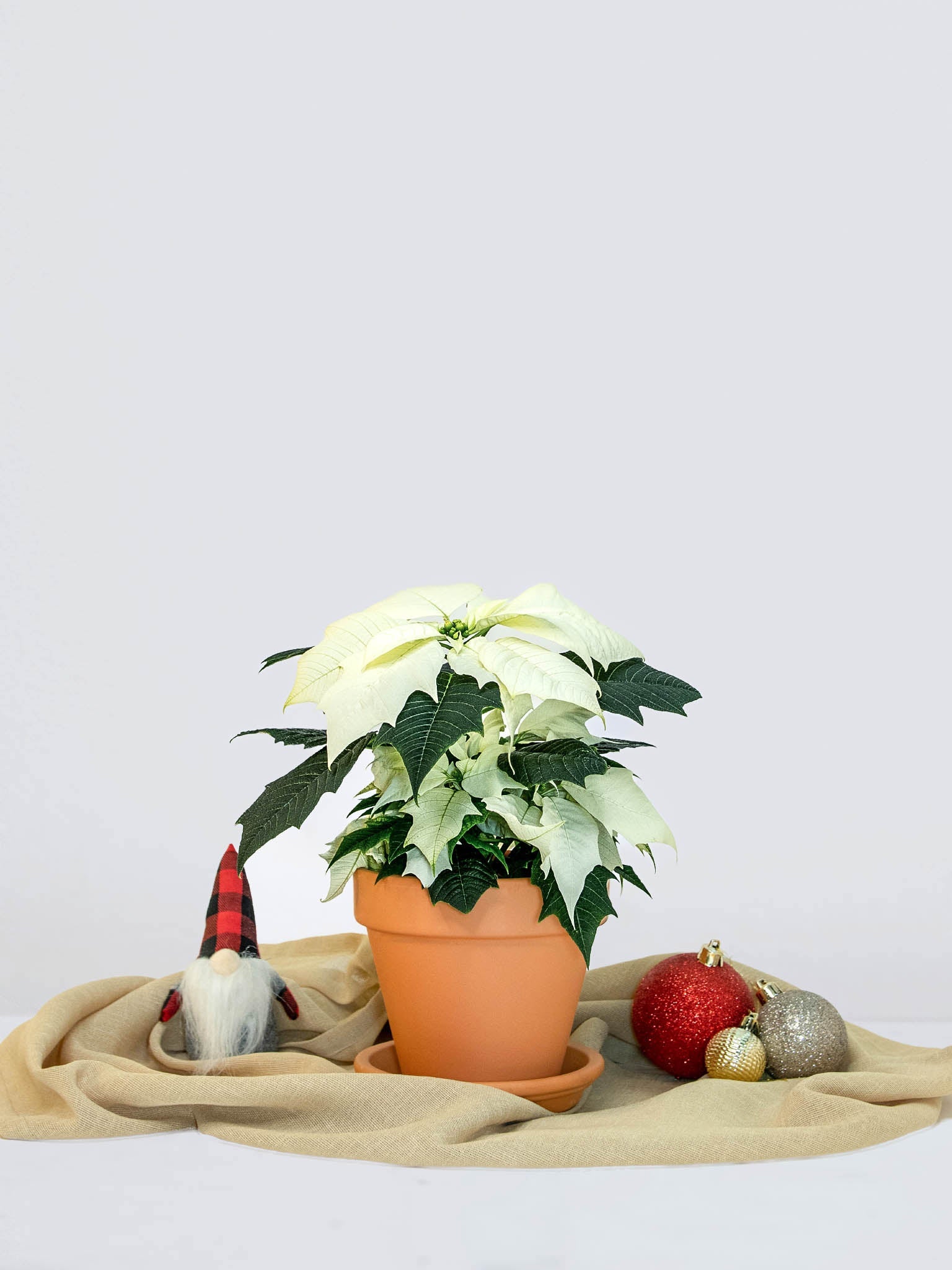 Julstjärnana Vit - Plantredo