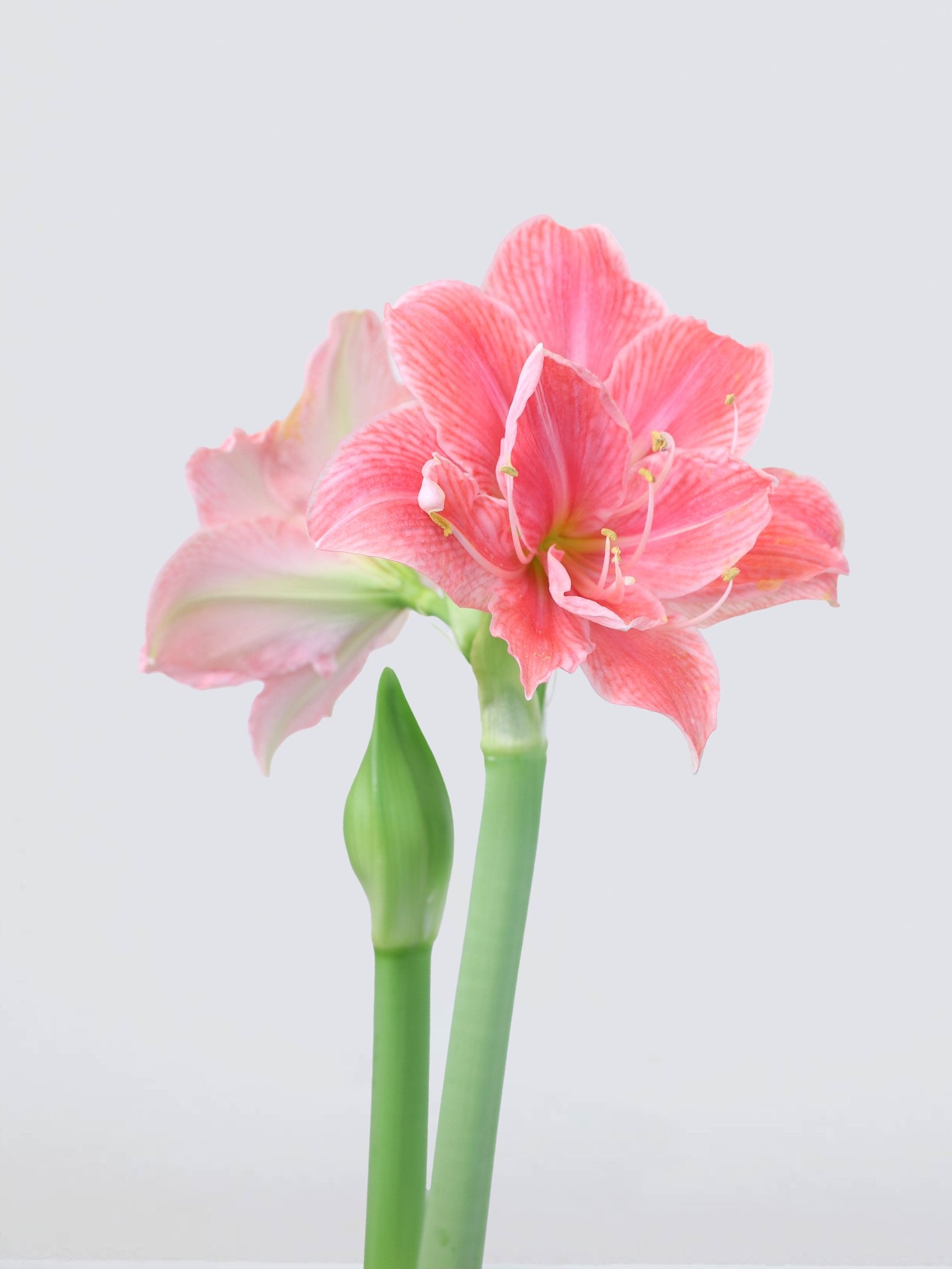 Jumbo Amaryllis ´Sweet Nymph´ - Plantredo
