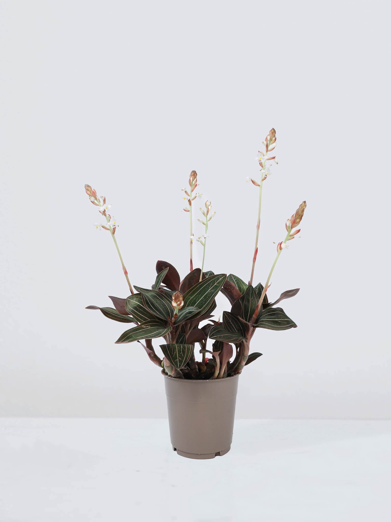 Juvelorkidé - Plantredo