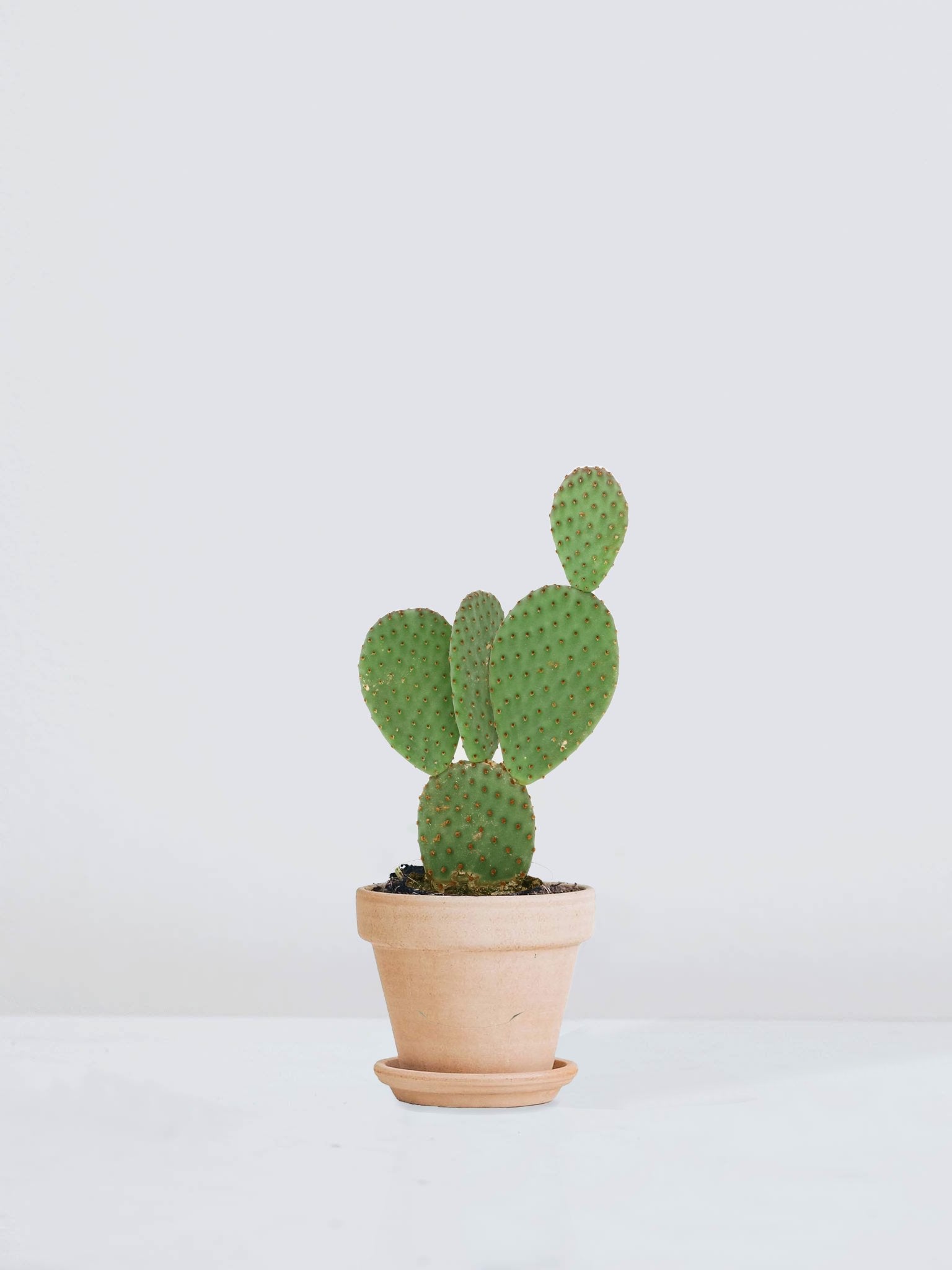 Kaktus - Plantredo