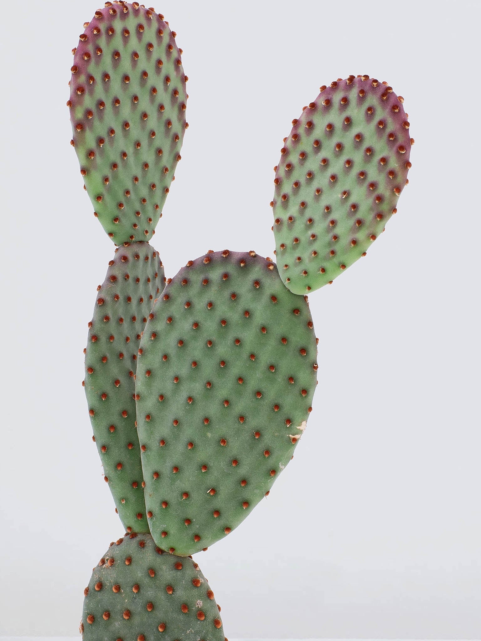 Kaktus - Plantredo