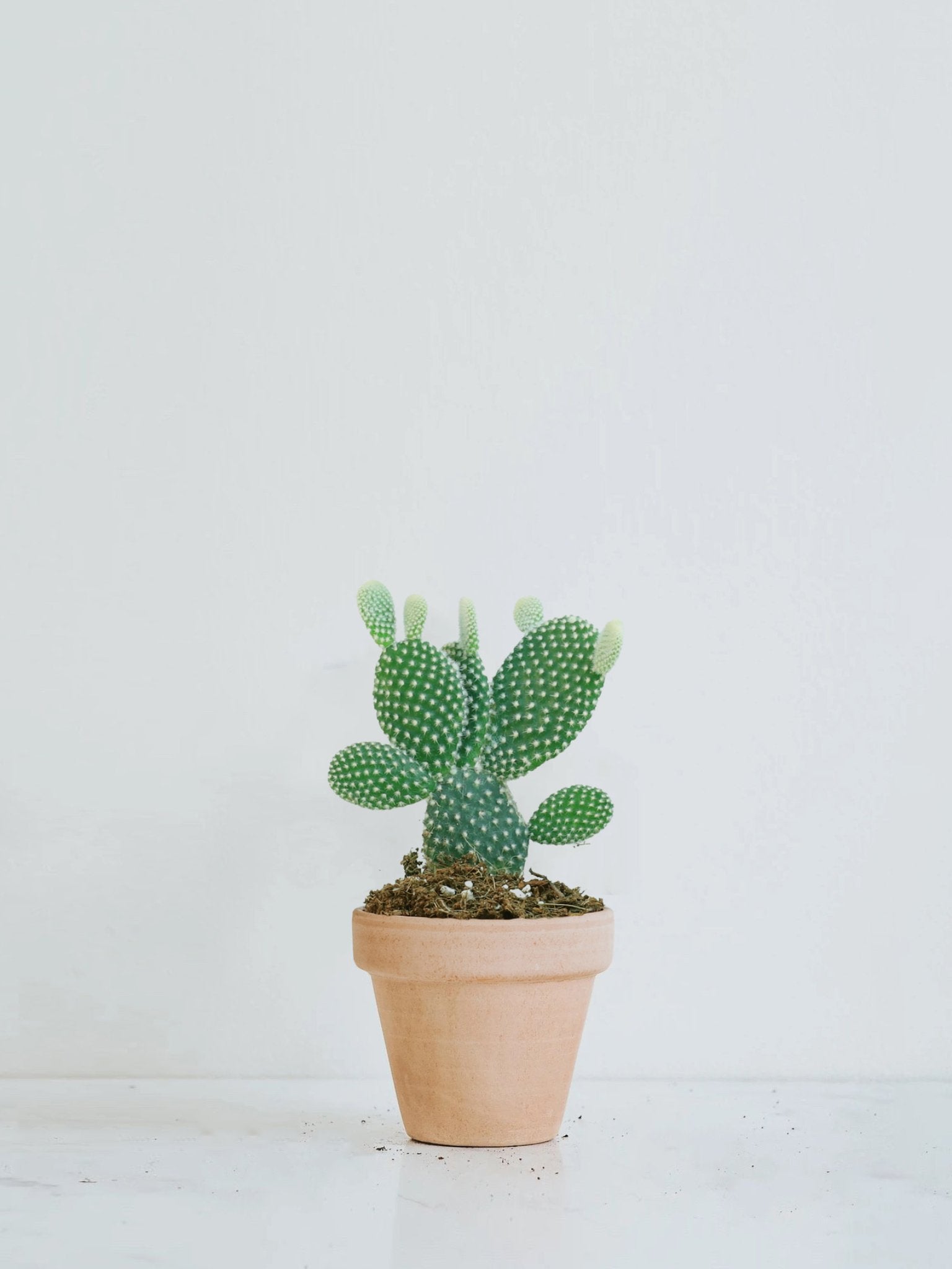 Kaktus Opuntia | Vxter Online | Plantredo