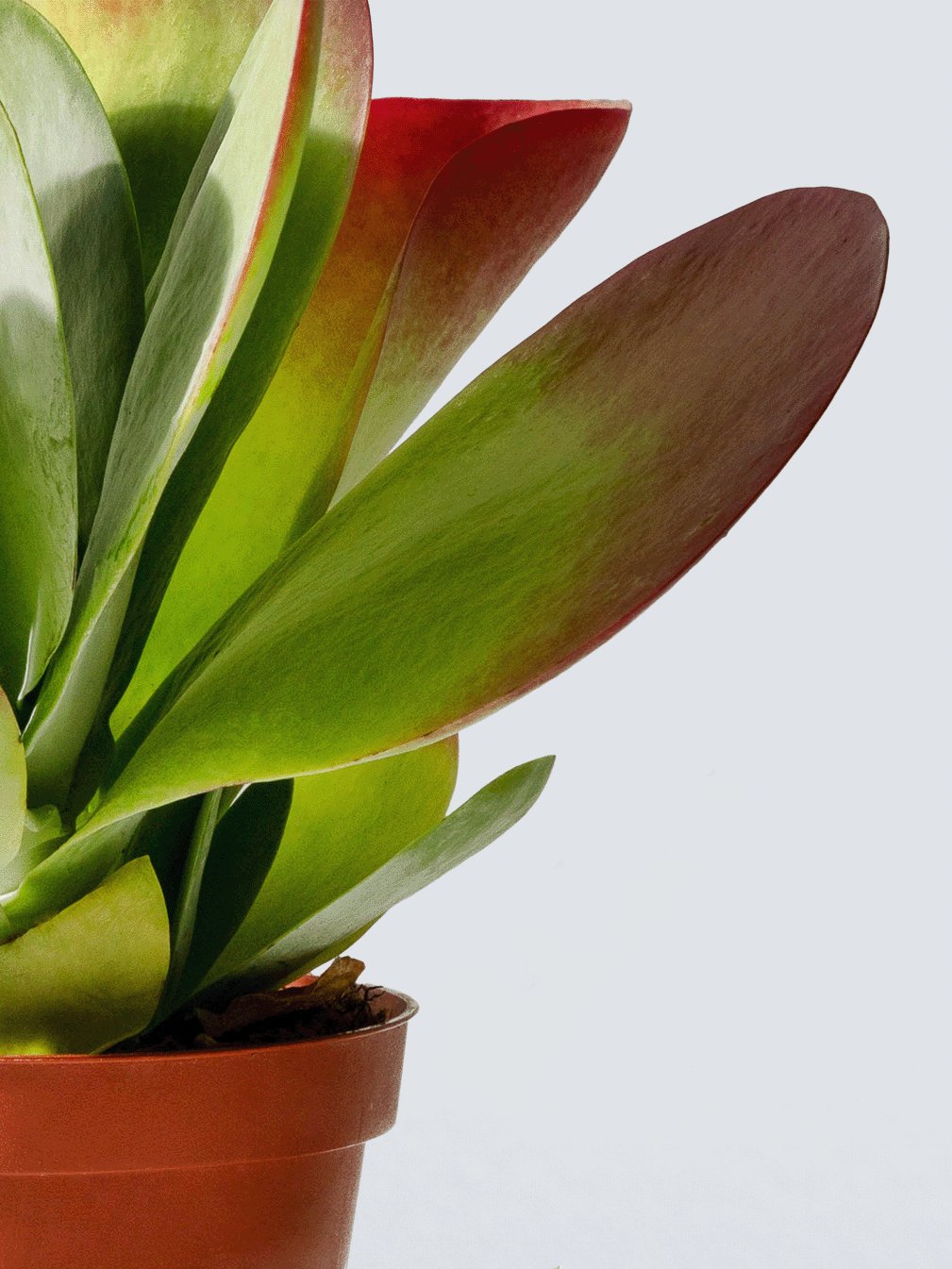 Kalanchoe Red Lips - Plantredo
