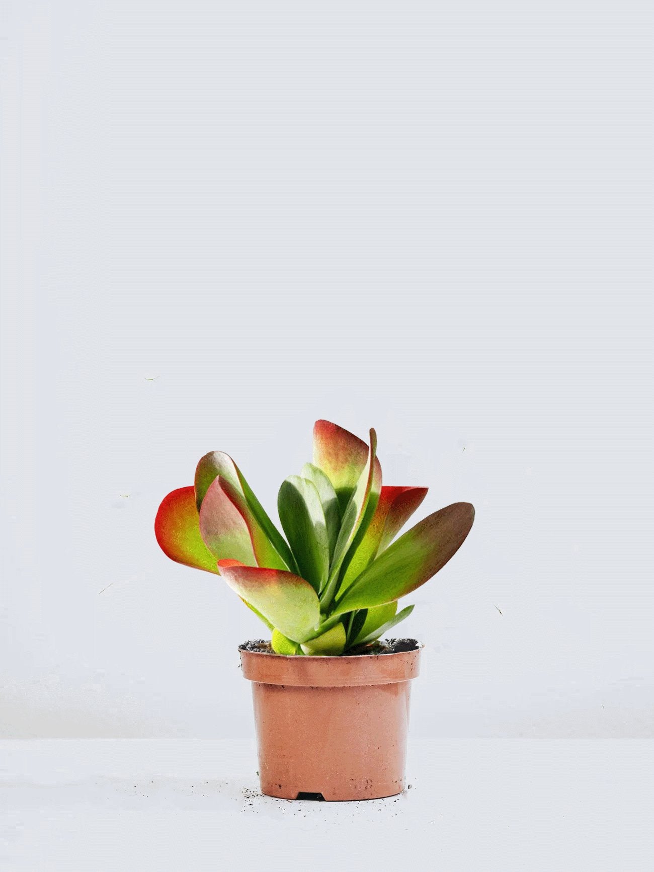 Kalanchoe Red Lips - Plantredo