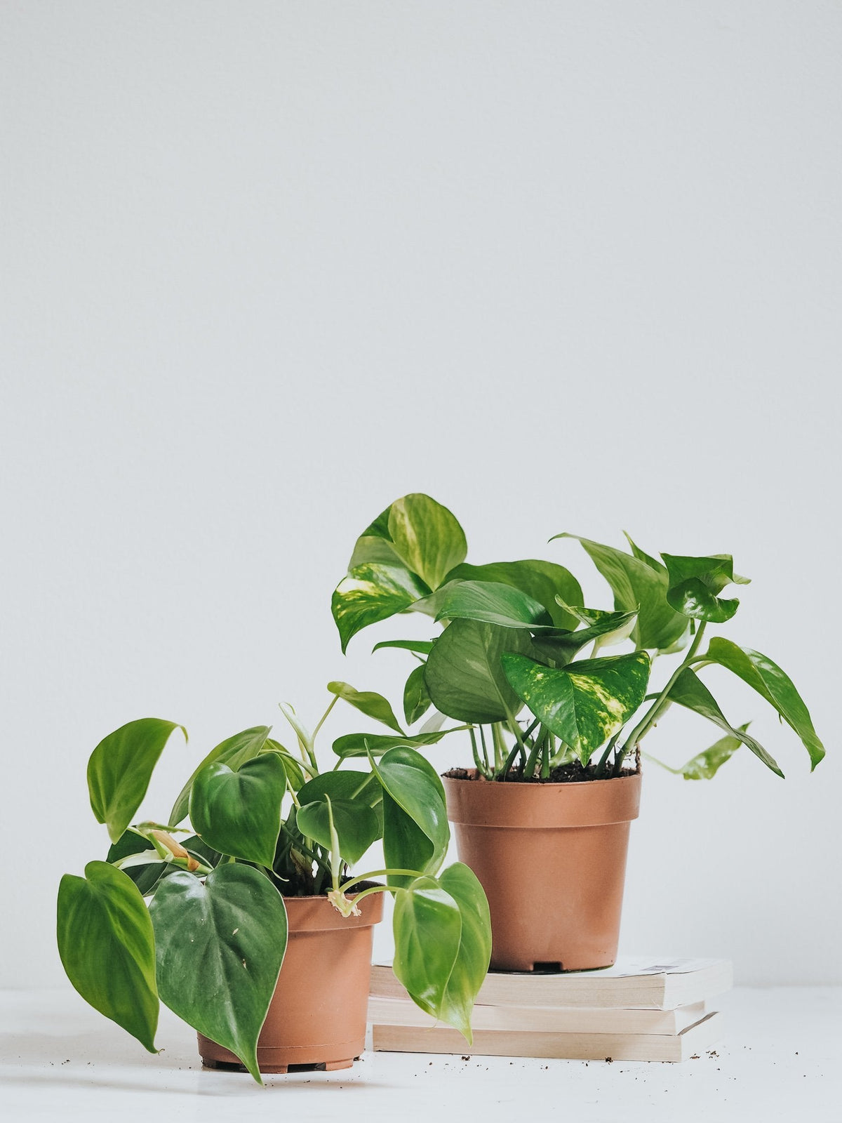 Klättrande växter kit - Plantredo