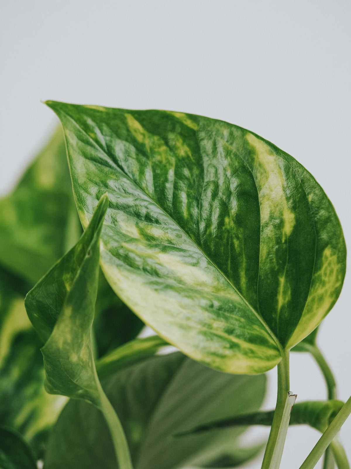 Klättrande växter kit - Plantredo