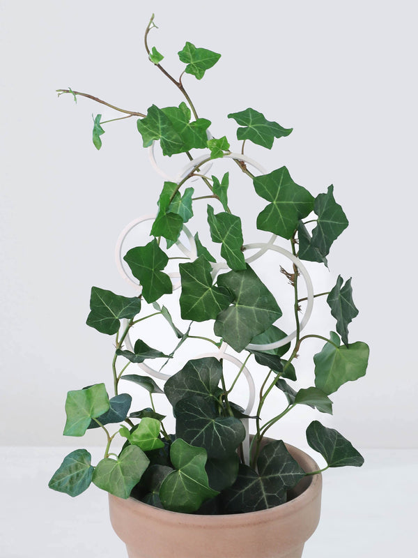 Krukspaljé Cirkel - Plantredo