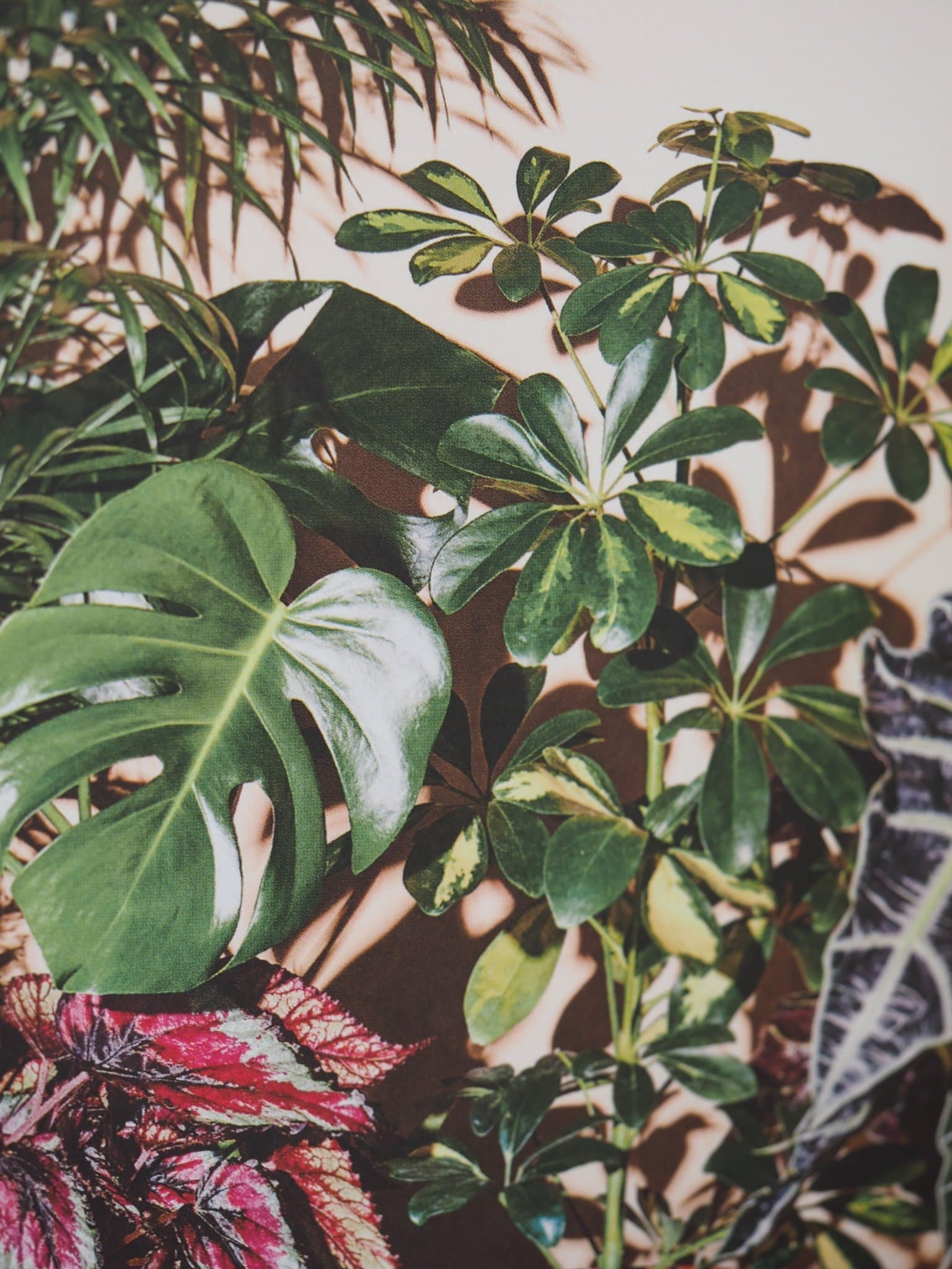 Lilla Plantboken - Djungelrummet