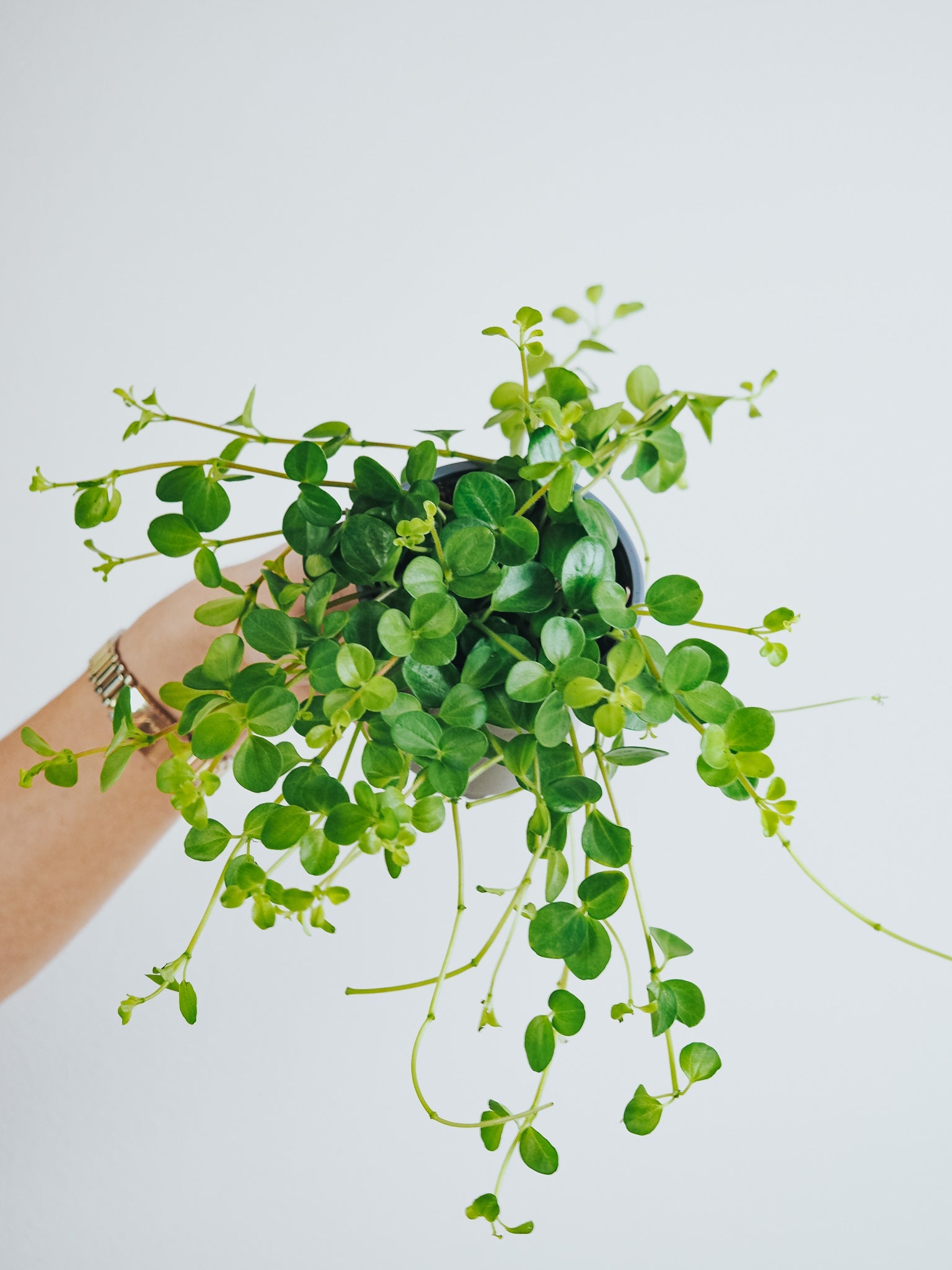 Linspeperomia - Plantredo