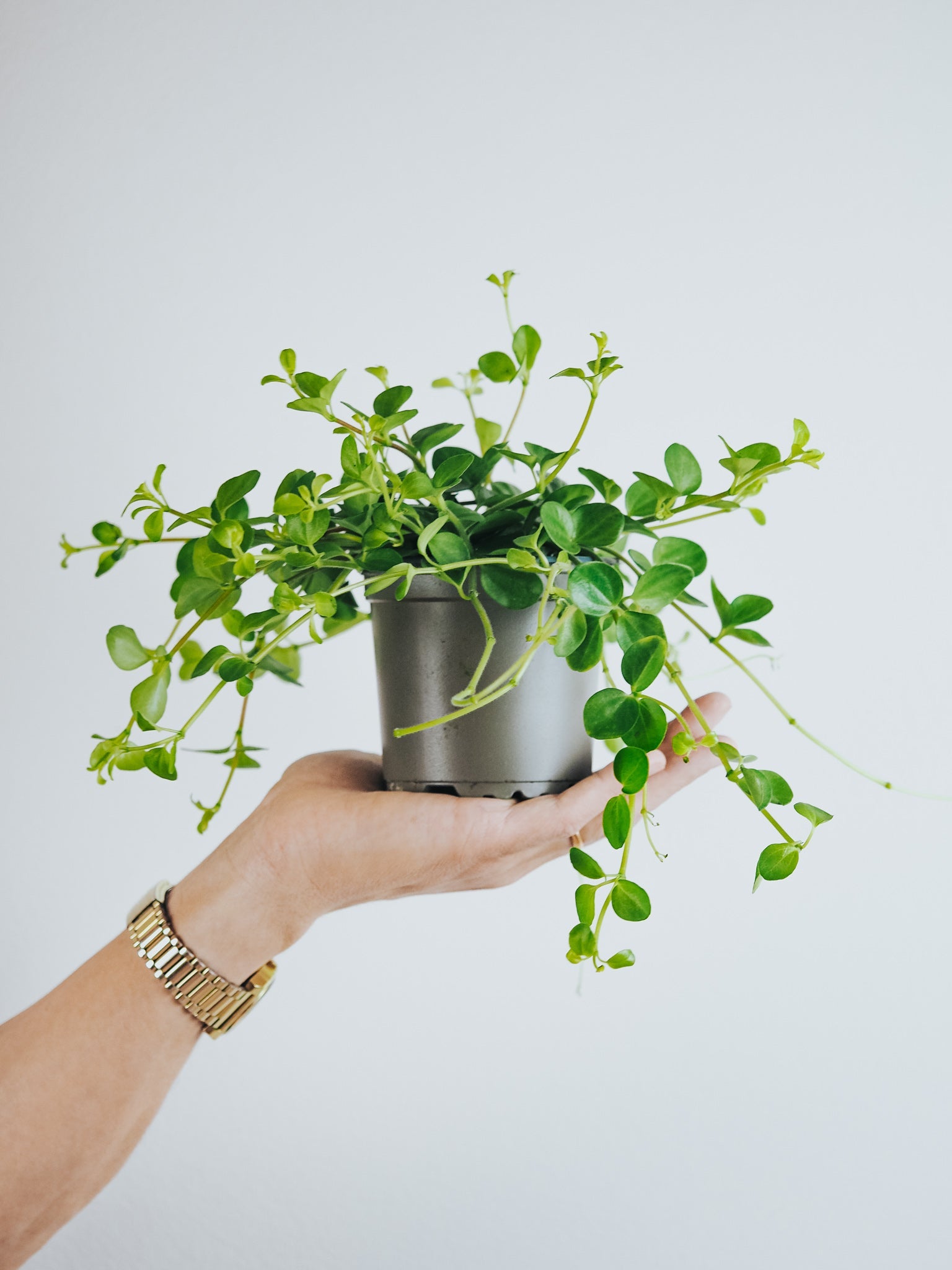Linspeperomia - Plantredo