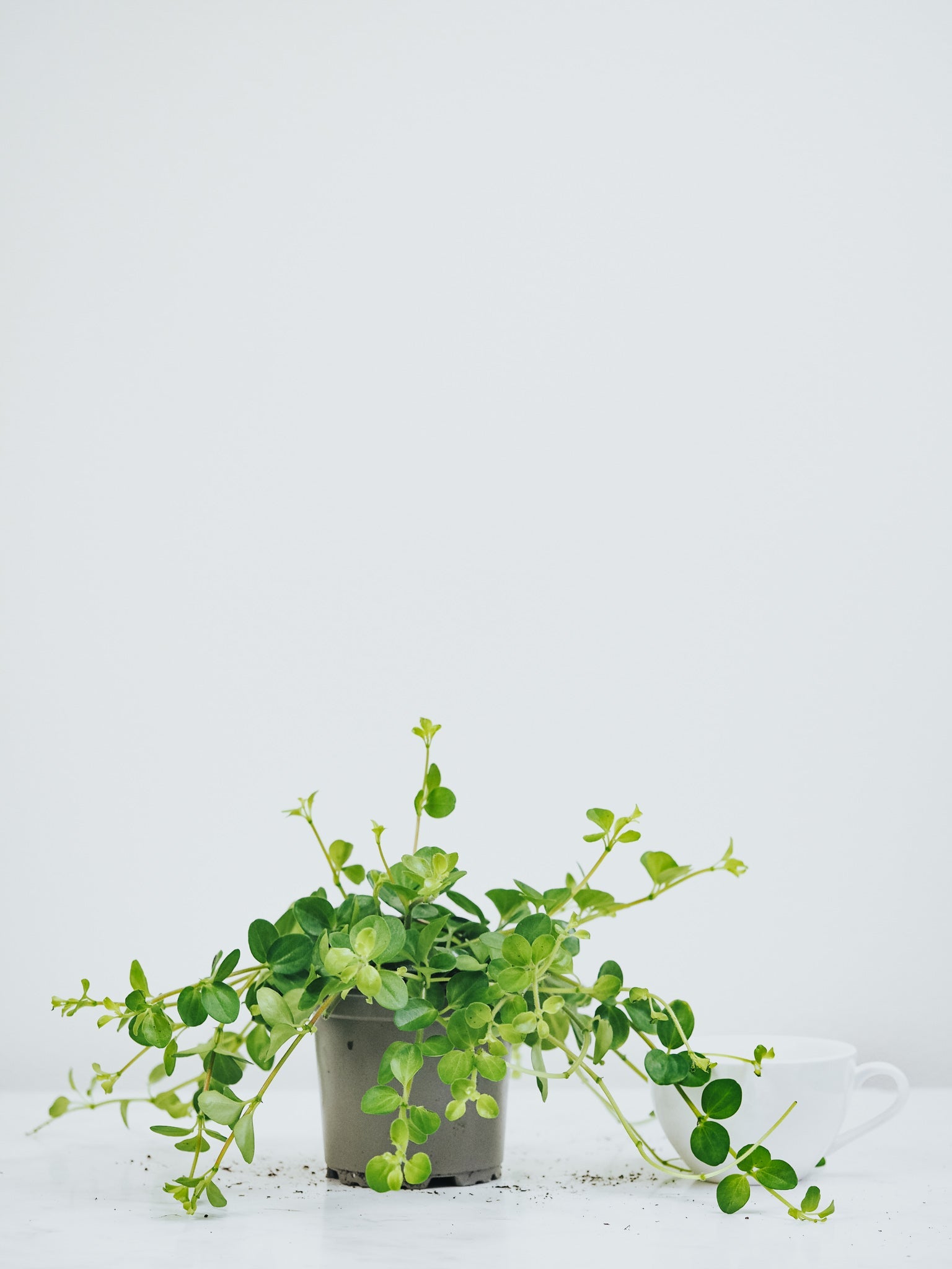Linspeperomia - Plantredo