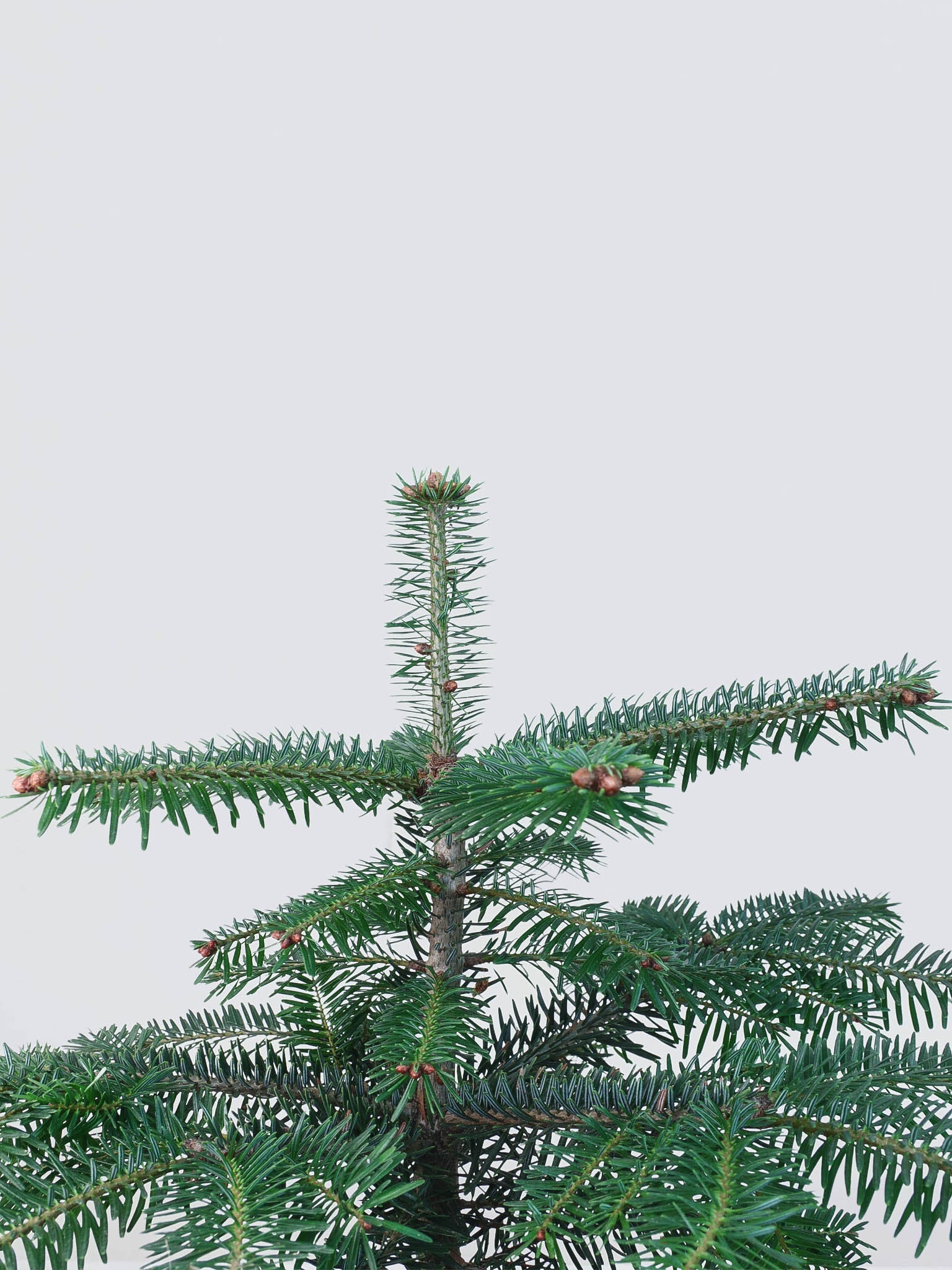 Liten Julgran i juteväv. - Plantredo