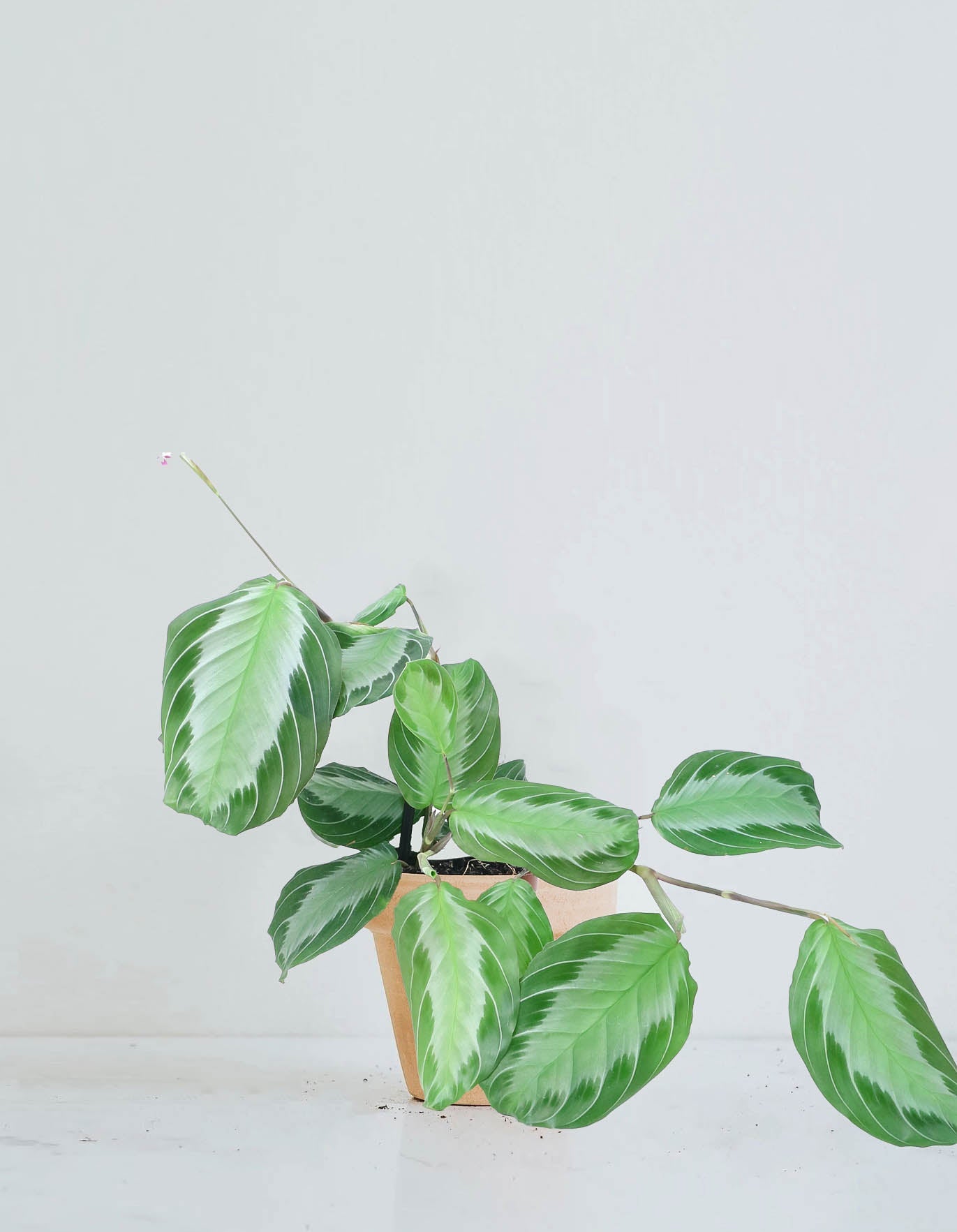 Maranta Leuconeura ’Silver Band’ - Plantredo