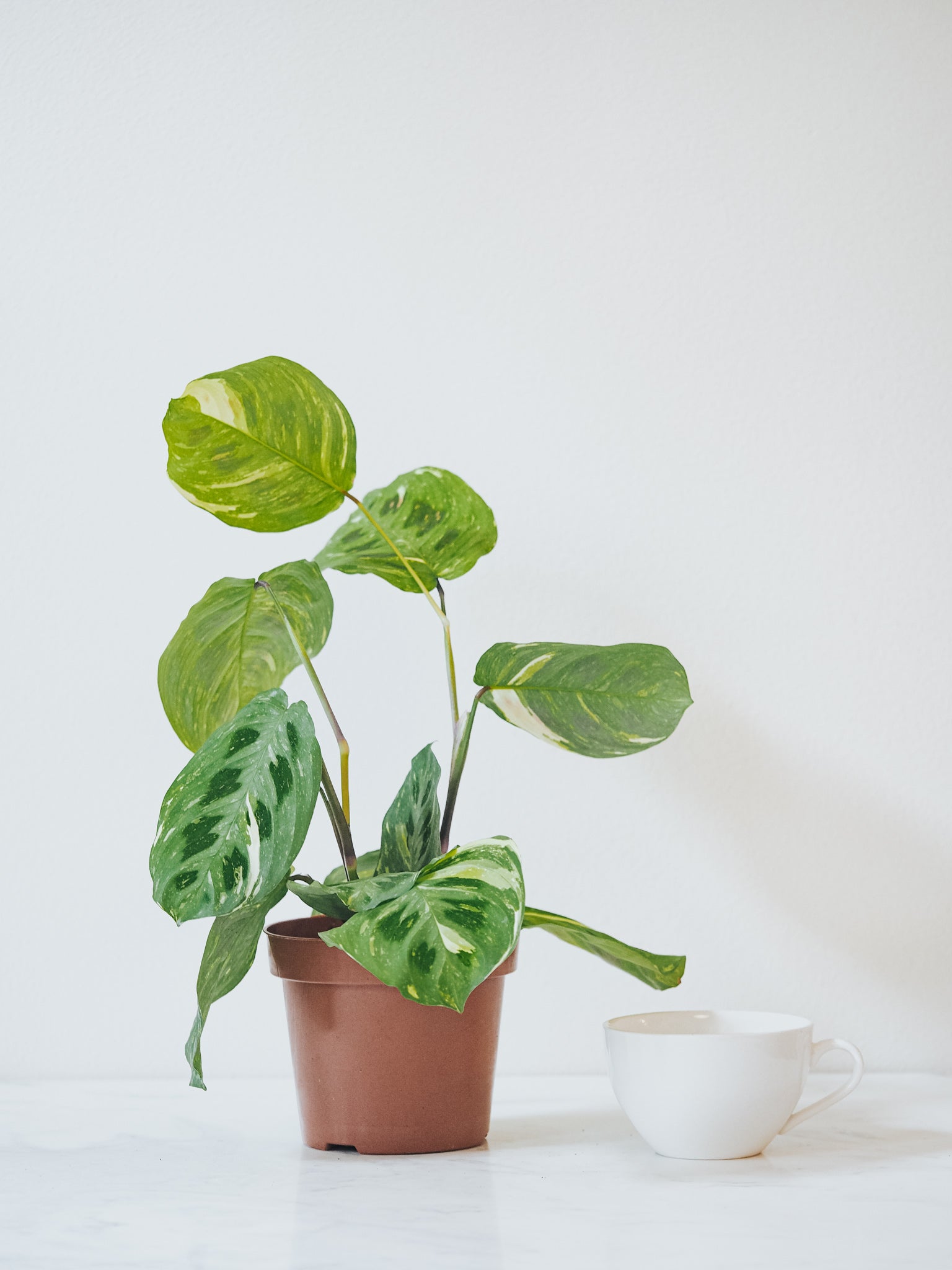 Maranta Leuconeura Variegata - Plantredo