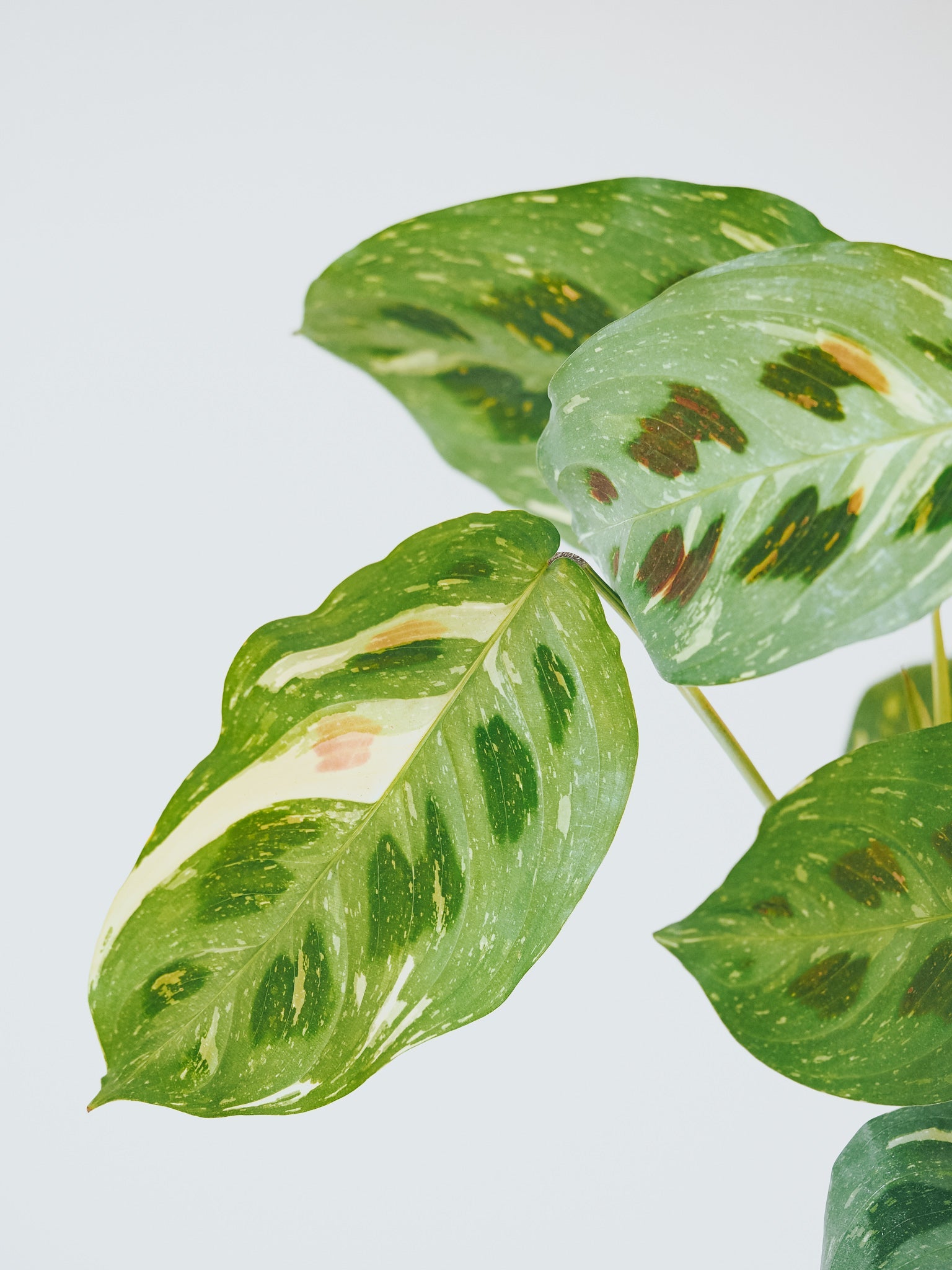 Maranta Leuconeura Variegata - Plantredo