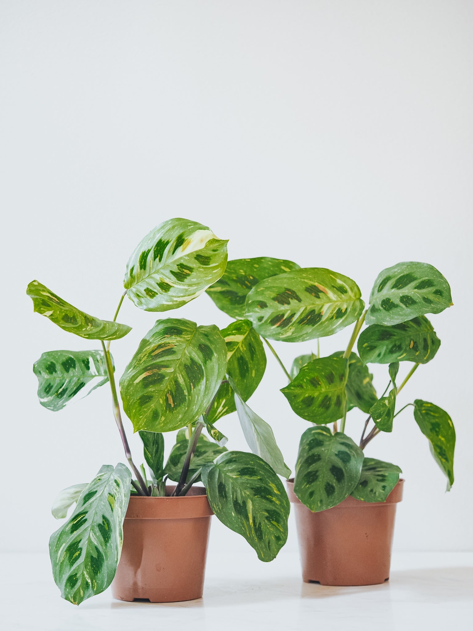 Maranta Leuconeura Variegata - Plantredo
