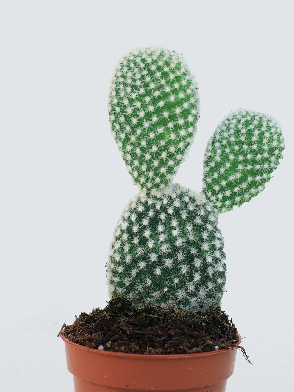 Micro Kaktus Opuntia - Plantredo