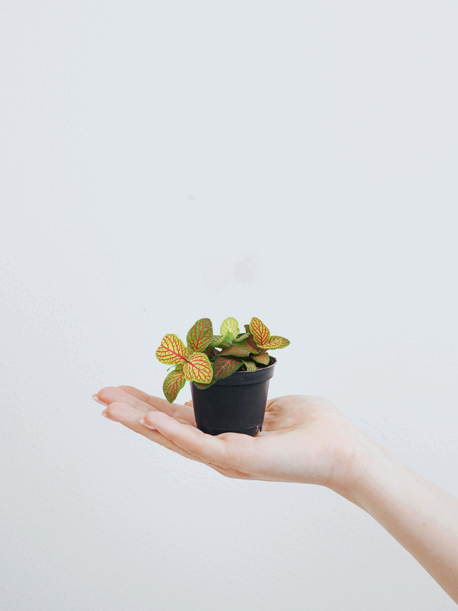 Mini Åderblad - Plantredo