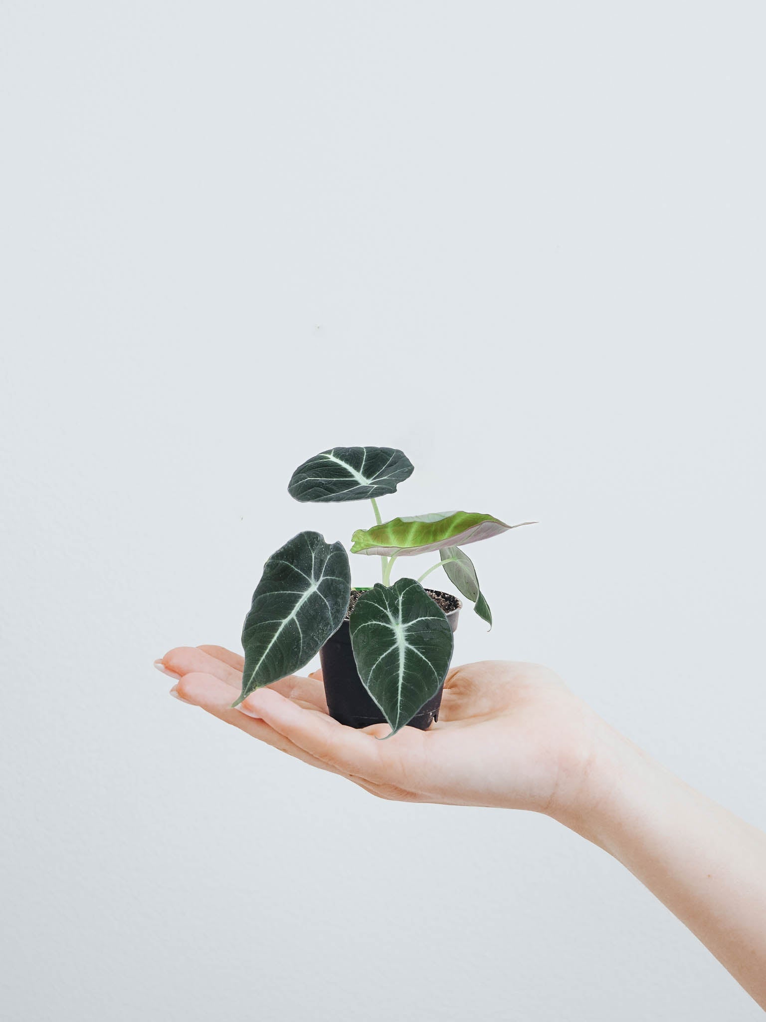 Mini Alocasia 'Black Velvet' - Plantredo