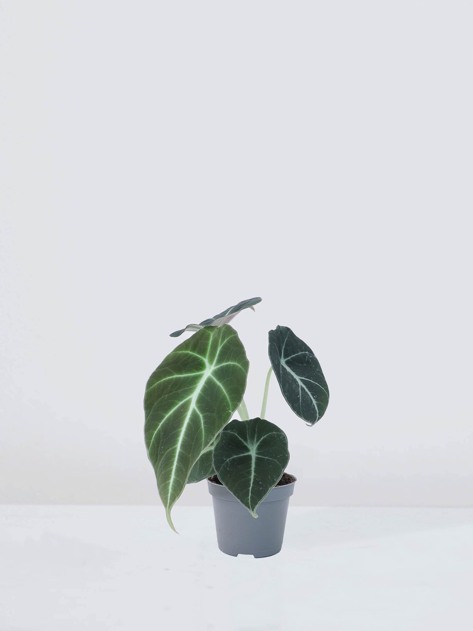 Mini Alocasia 'Black Velvet' - Plantredo