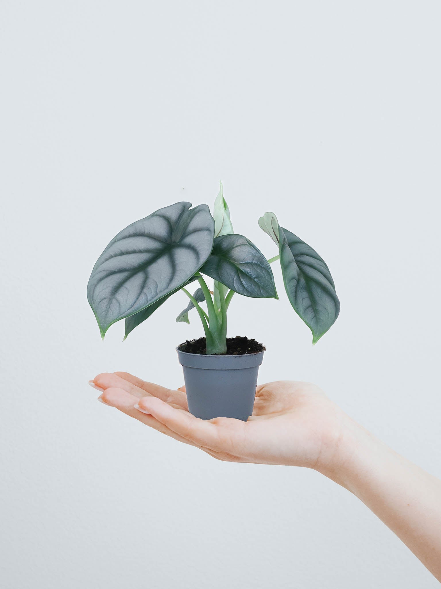 Mini Alocasia 'Silver Dragon' - Plantredo