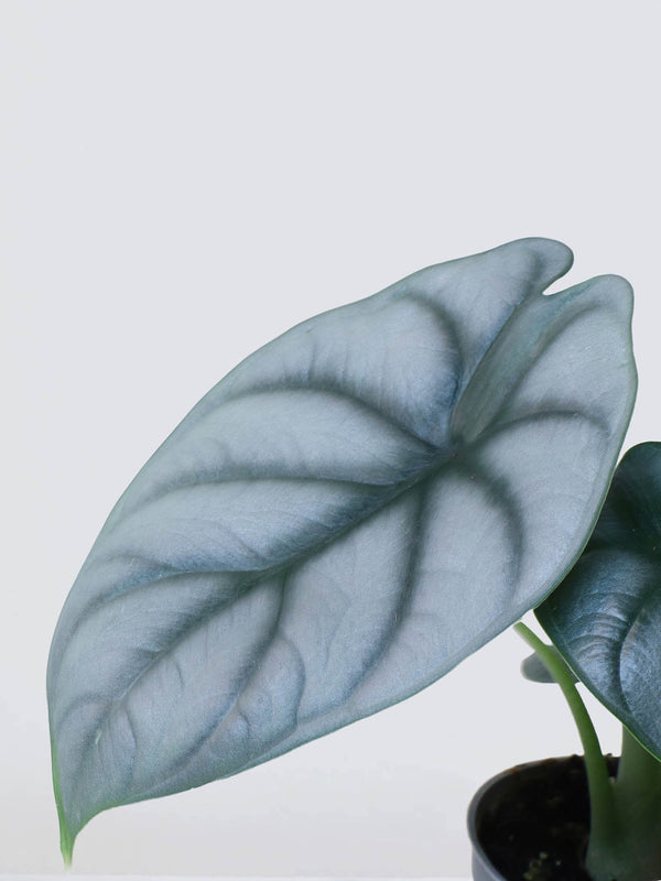 Mini Alocasia 'Silver Dragon' - Plantredo