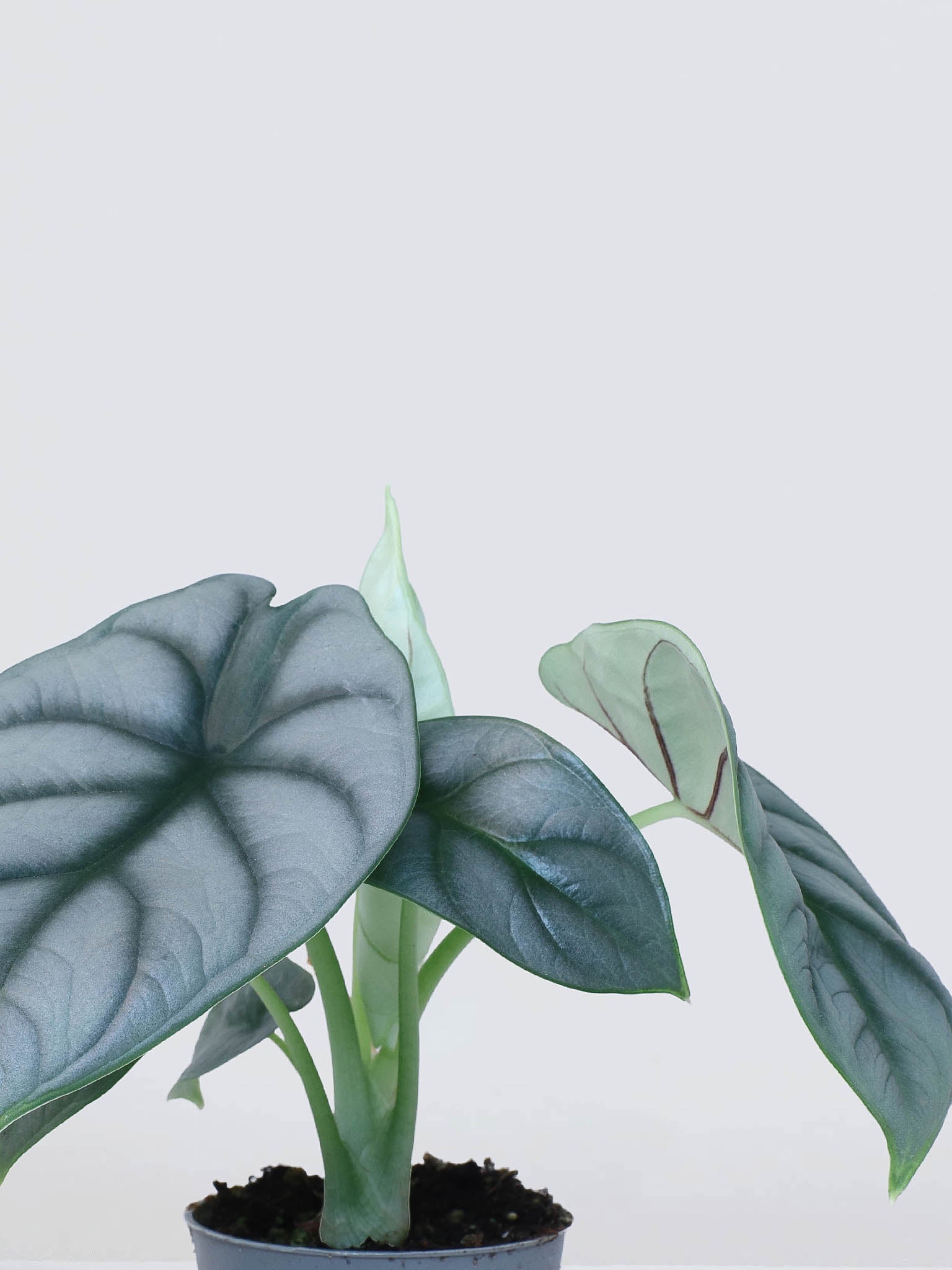Mini Alocasia 'Silver Dragon' - Plantredo