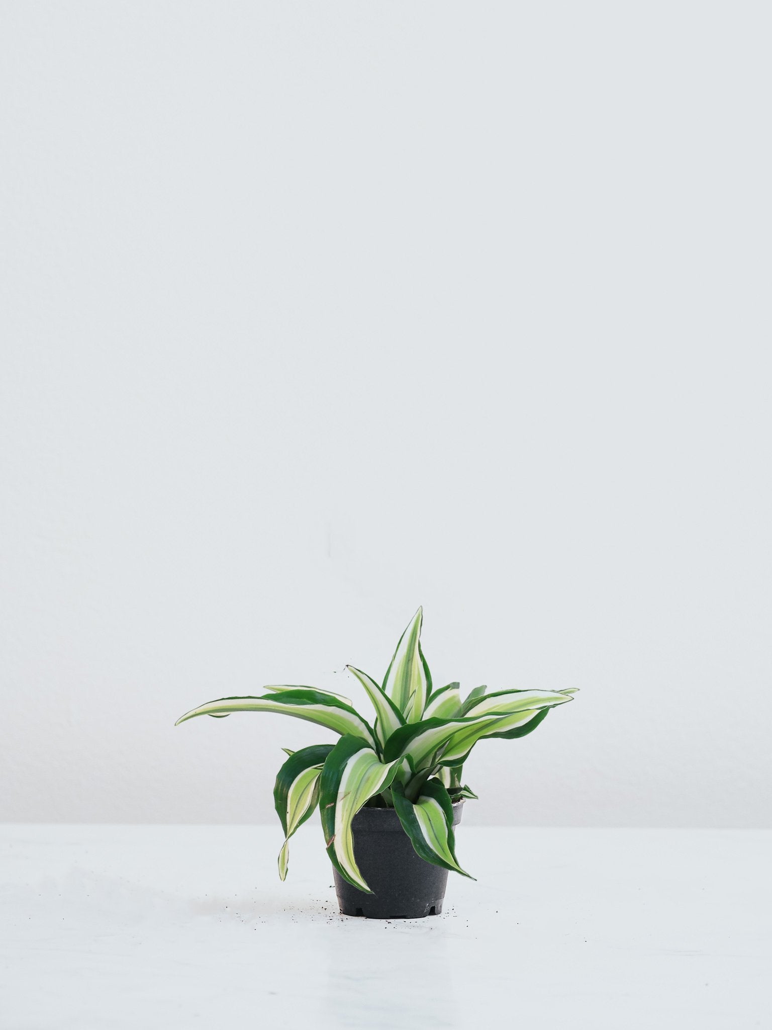 Mini Dracena 'Maleika' - Plantredo