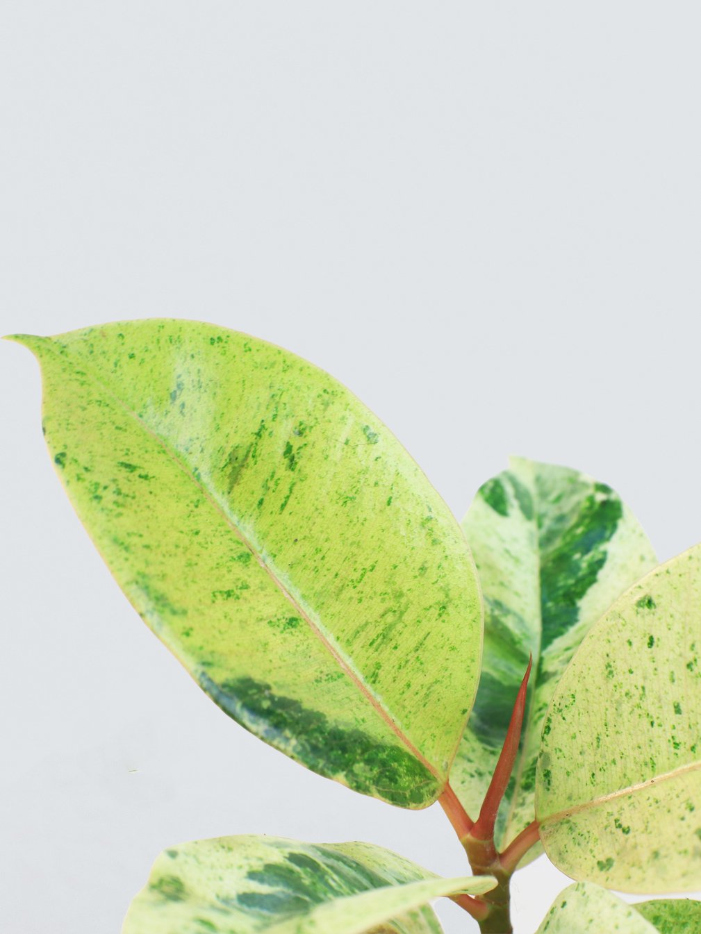 Mini Ficus Elastica Schriviana - Plantredo