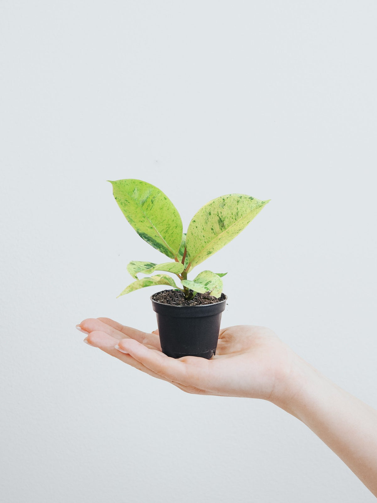 Mini Ficus Elastica Schriviana - Plantredo