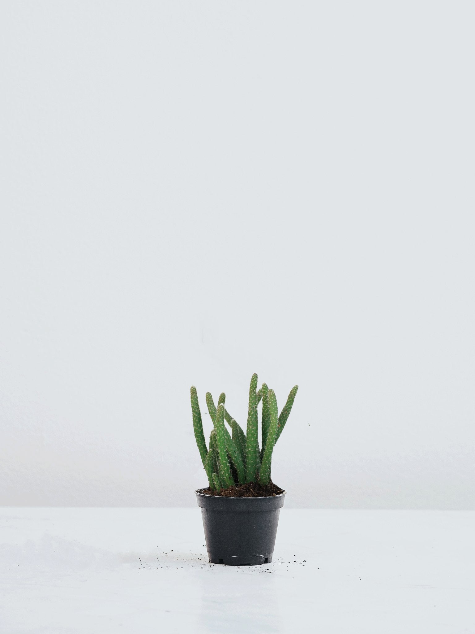 Mini Grön mix - Plantredo