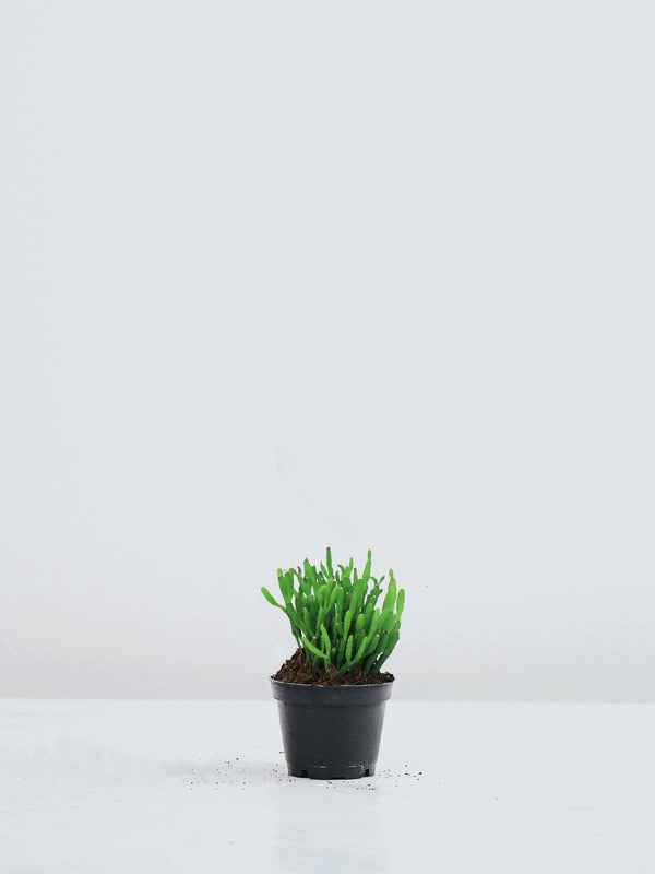 Mini Grön mix - Plantredo