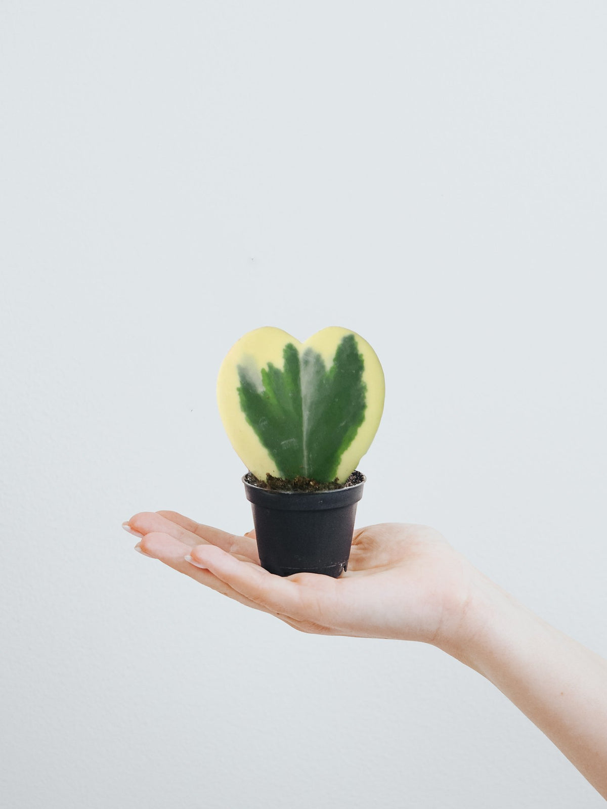 Mini hoya kerrii 'variegata' - Plantredo